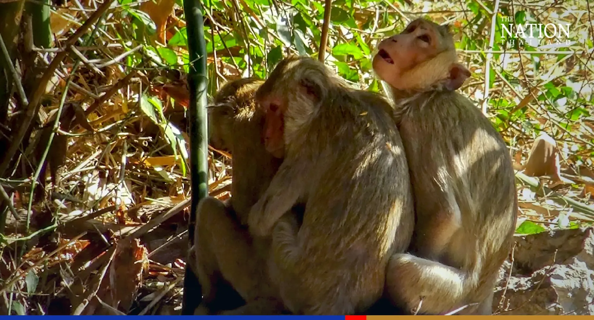 Russian visitors and furry natives chill out in Yasothon