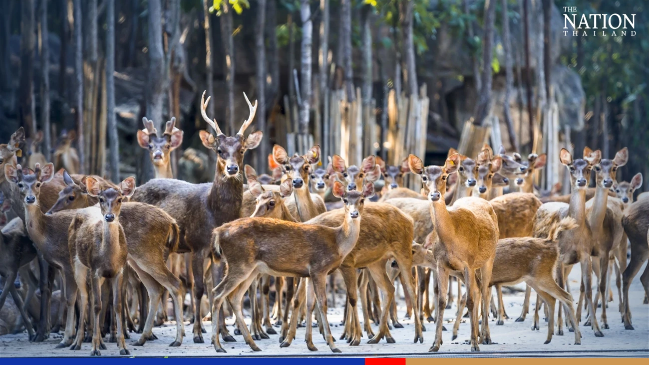 Zoos offer free entrance for kids on Children’s Day