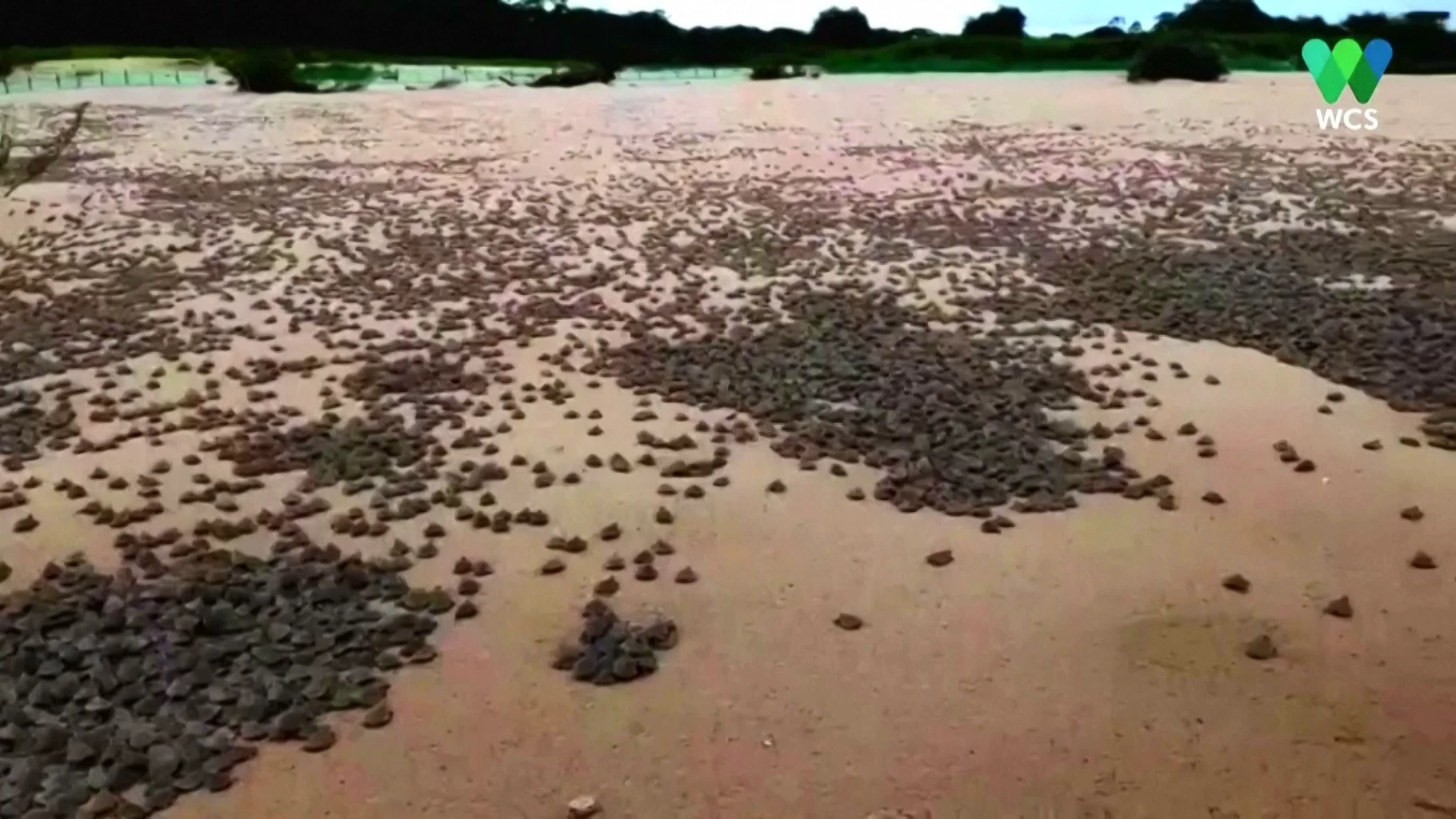 Take a peek at hundreds of thousands of baby turtles hatching!