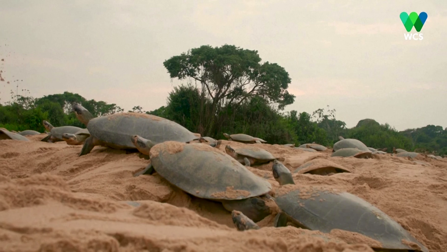 Take a peek at hundreds of thousands of baby turtles hatching!