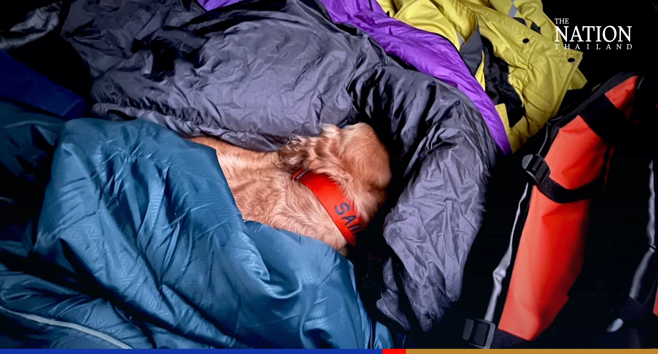 Thai sniffer dogs become stars of earthquake rescue efforts