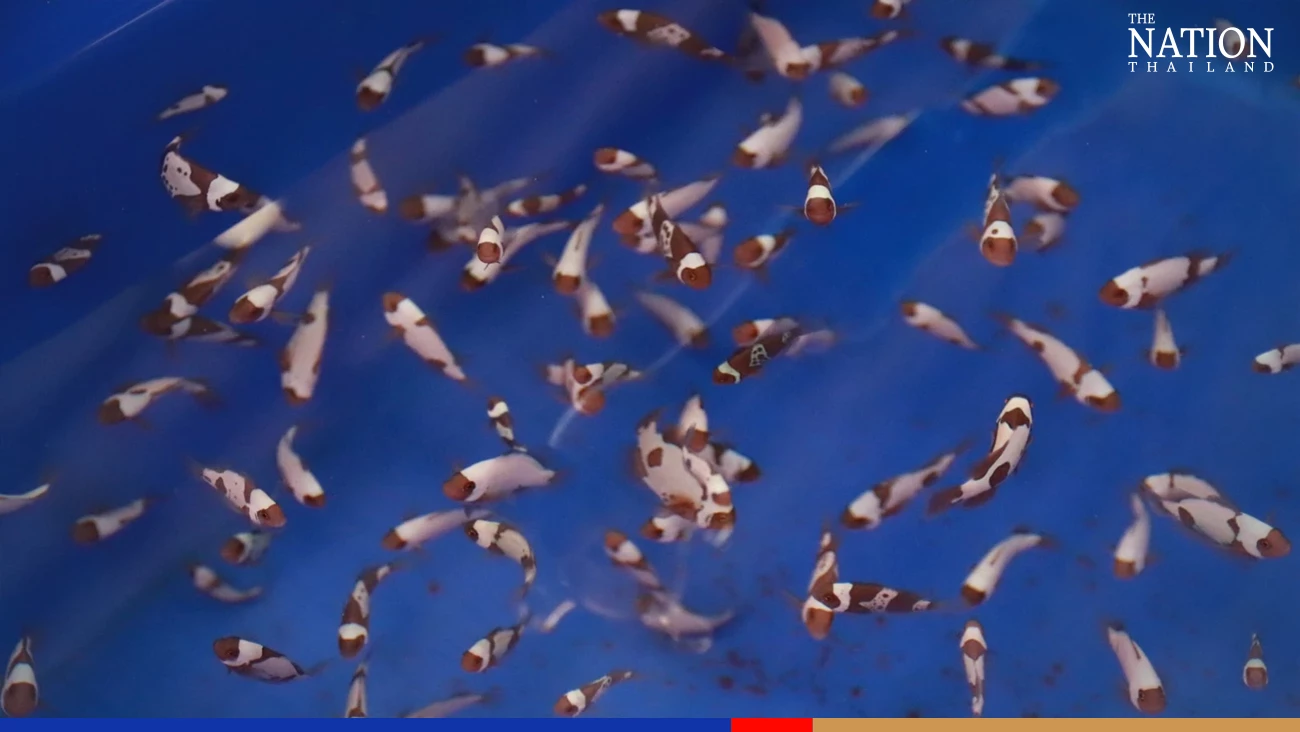 Fisheries department debuts new breed of gender-fluid clownfish
