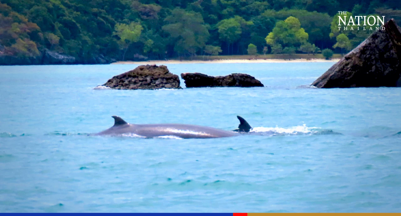 Bryde’s whales are returning to marine park off Surat Thani