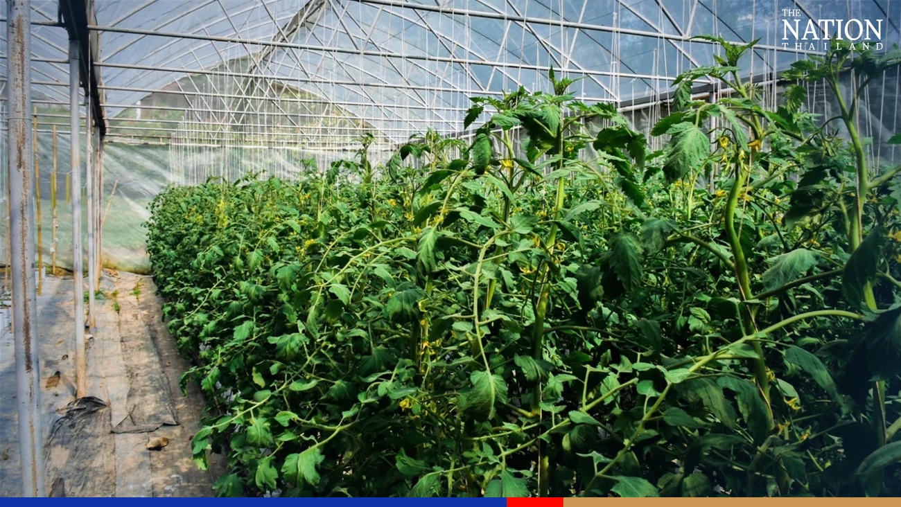 Misty mornings and starry nights from Phayao's Doi Phu Langka