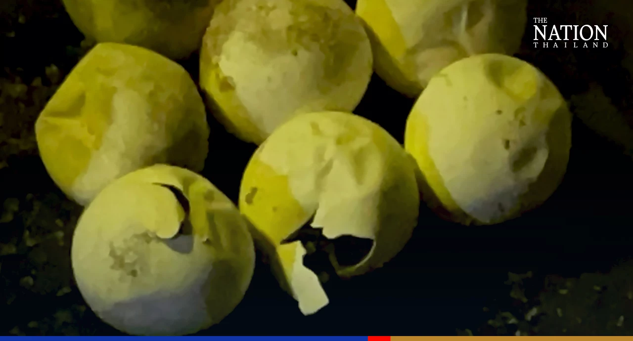 Leatherback hatchlings emerge from ‘turtle beach’ this morning