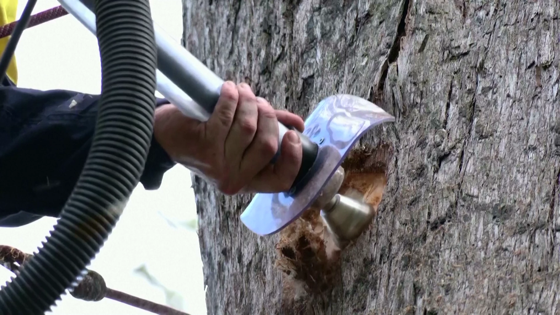 World’s first that’s saving Australia’s wildlife one treehole at a time