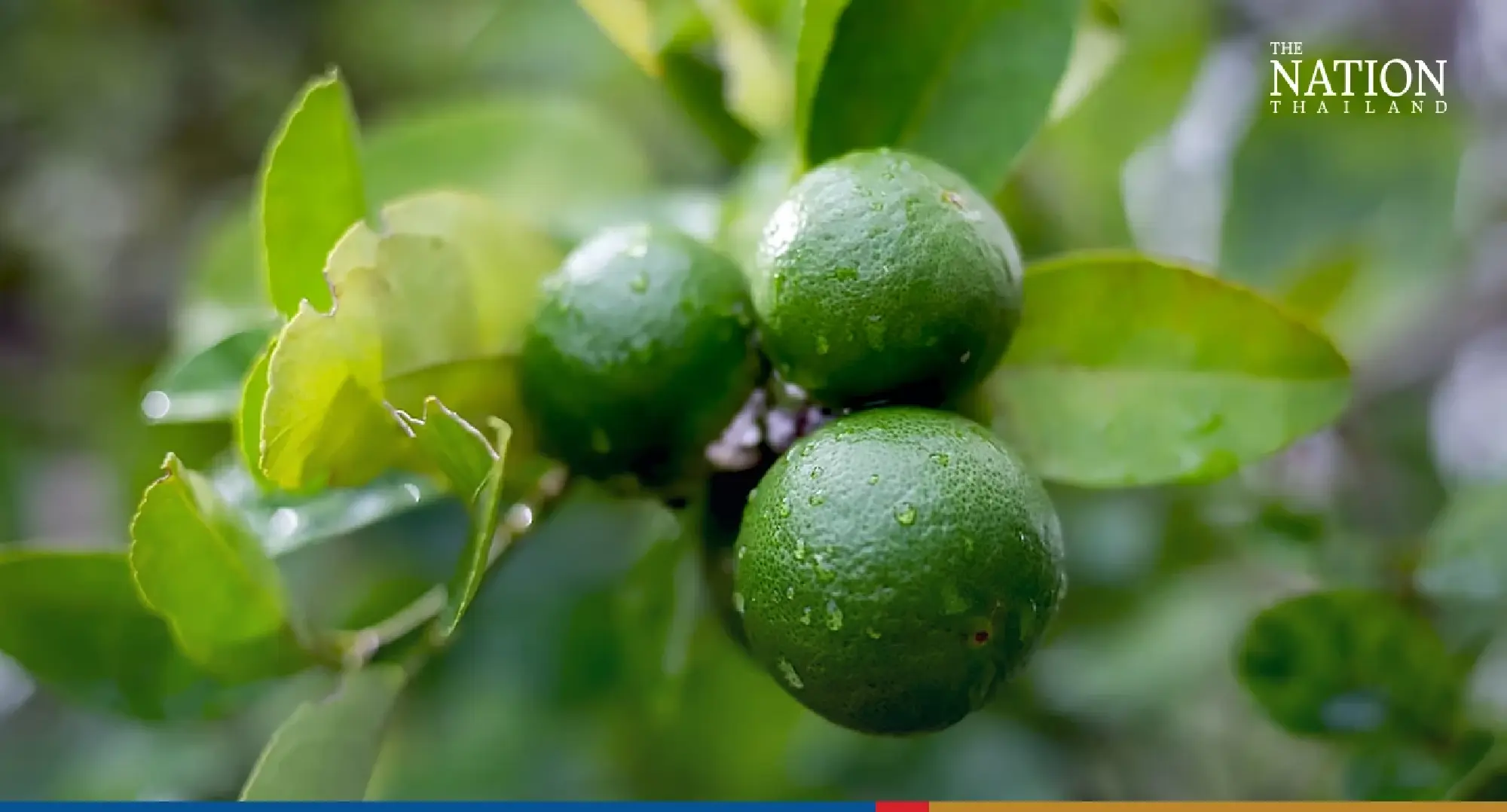 Lime-growers in Kamphaeng Phet form gun-toting squad to prevent theft