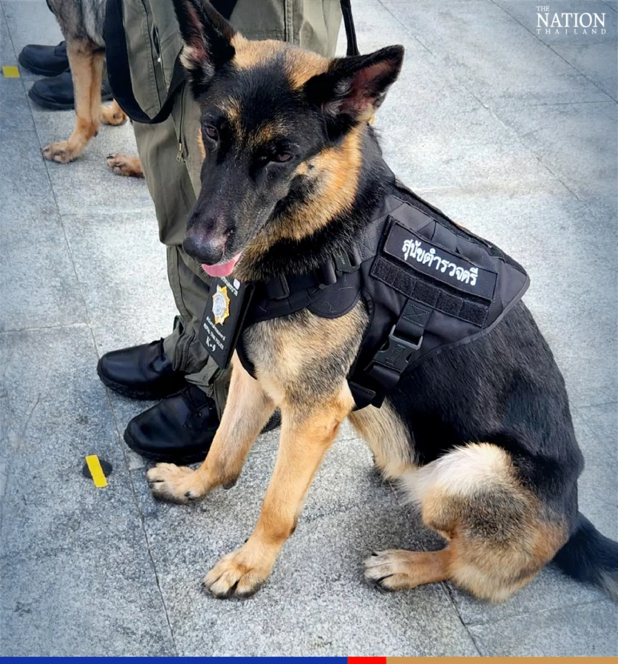 K-9 stars Ira, Cola now ‘police majors’ for solving Nong Chompoo, Ice Metal Casket cases