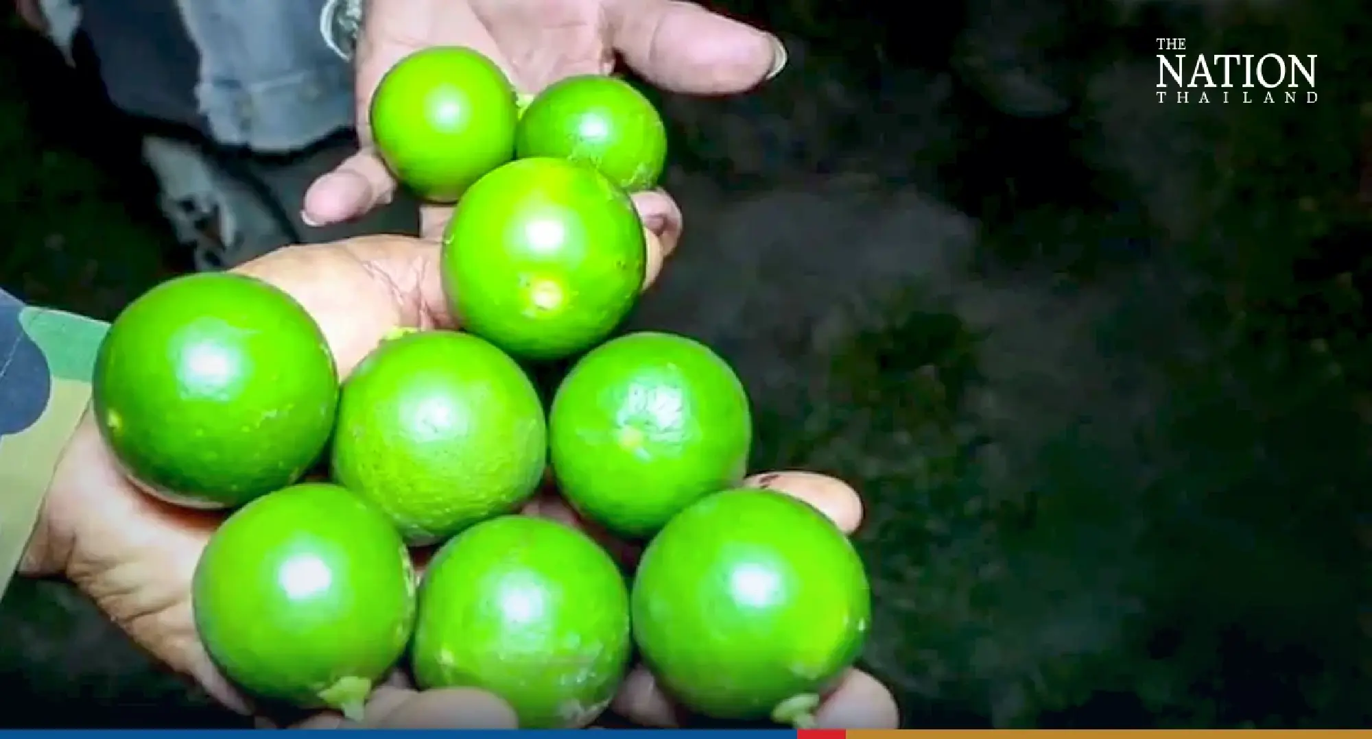 Lime-growers in Kamphaeng Phet form gun-toting squad to prevent theft