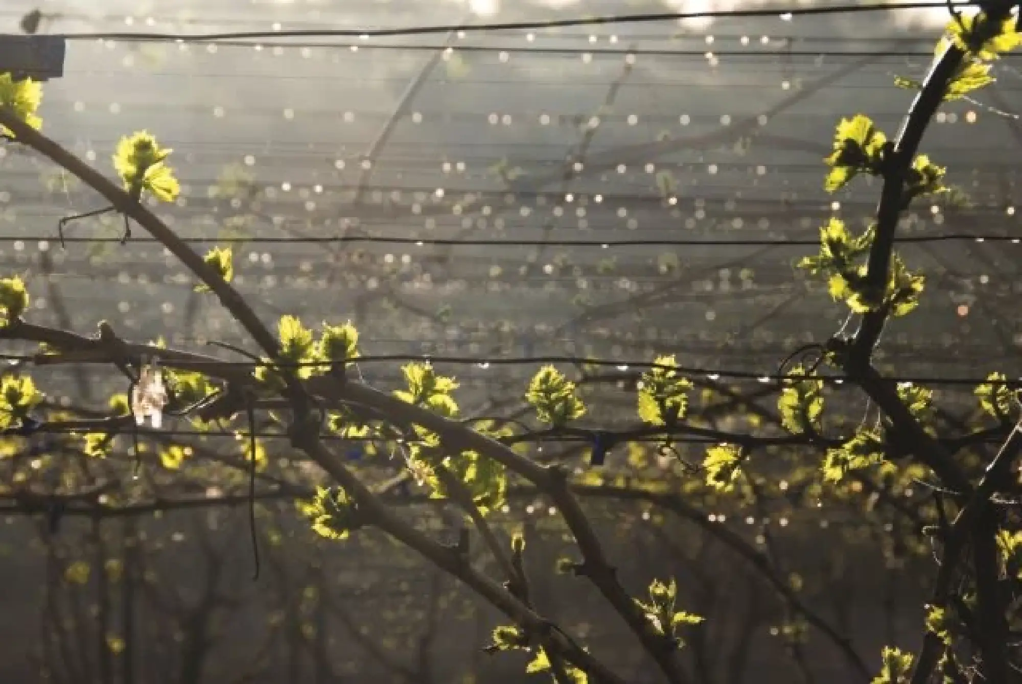 "Thailand's Path to Water Security and Sustainable Development: The Israeli Experience"