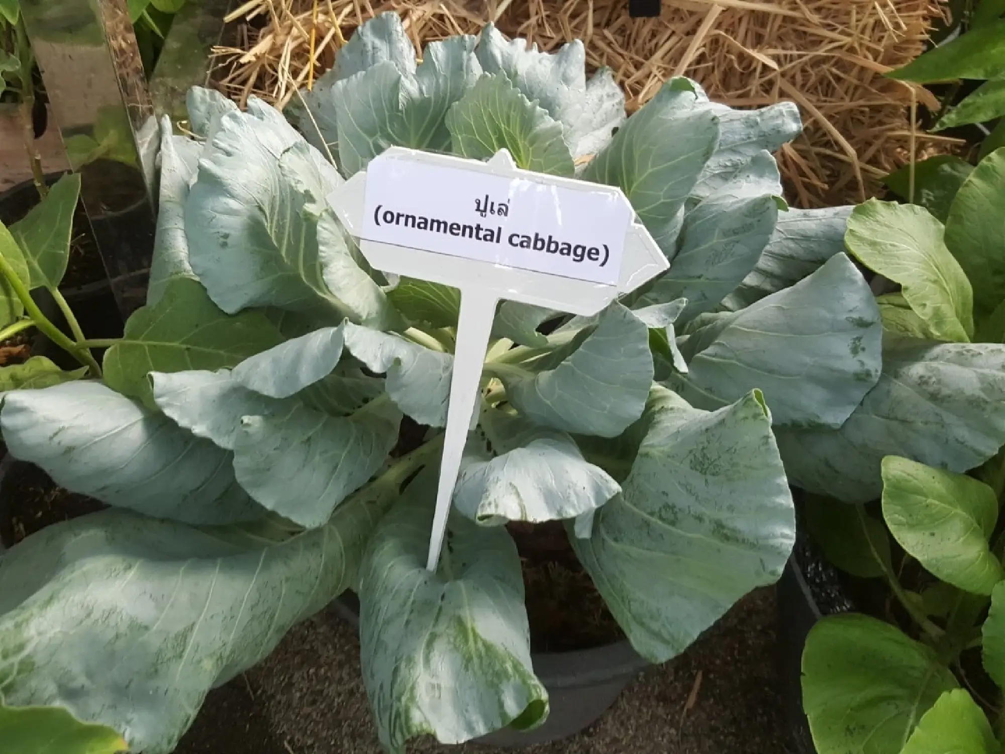 Bangkok holds its first Farmers’ Market in Lat Krabang park