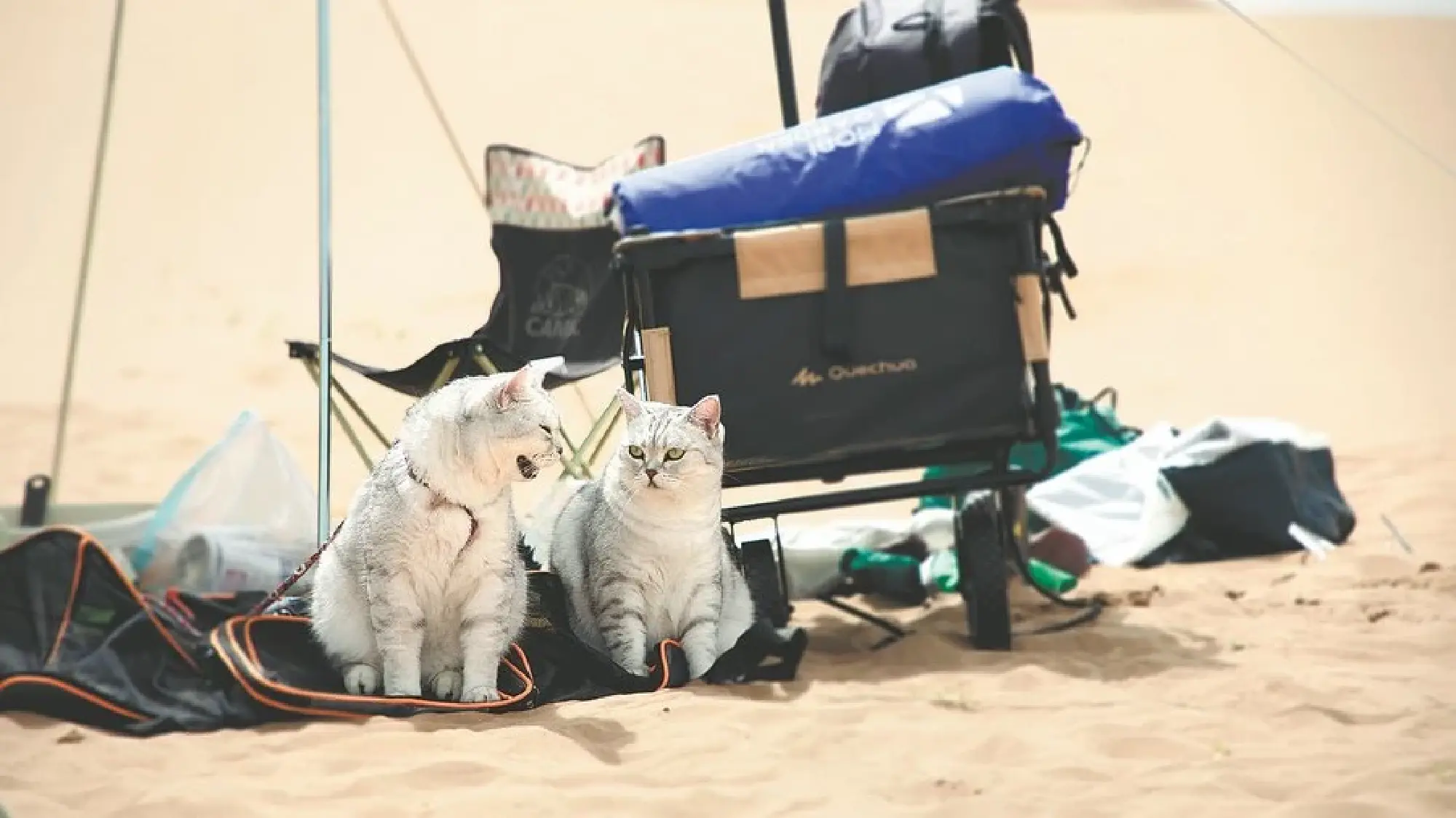 Two of Ti Yujie’s six cats rest in a desert. The 32-year-old man’s on his way moving from Beijing to Chengdu, Sichuan province.