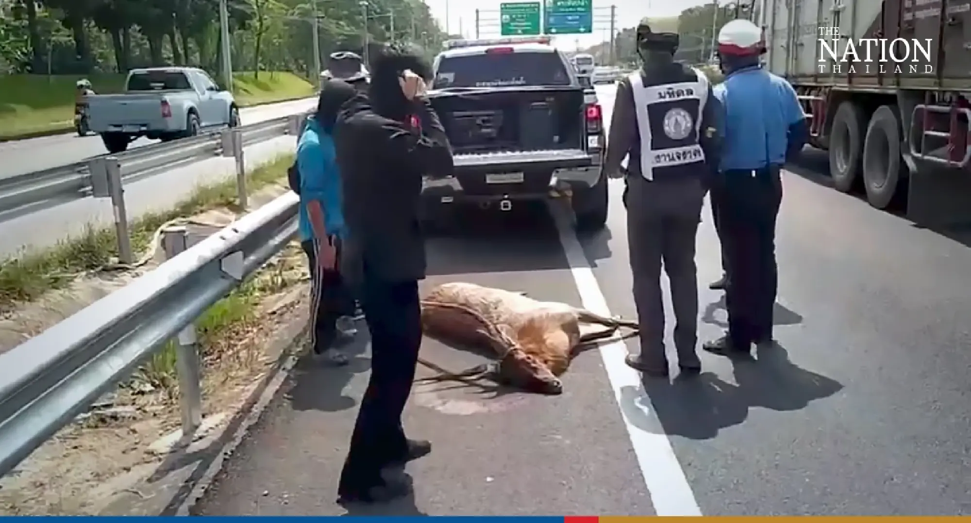Wild deer slams into Mercedes on 12-lane Bangkok highway
