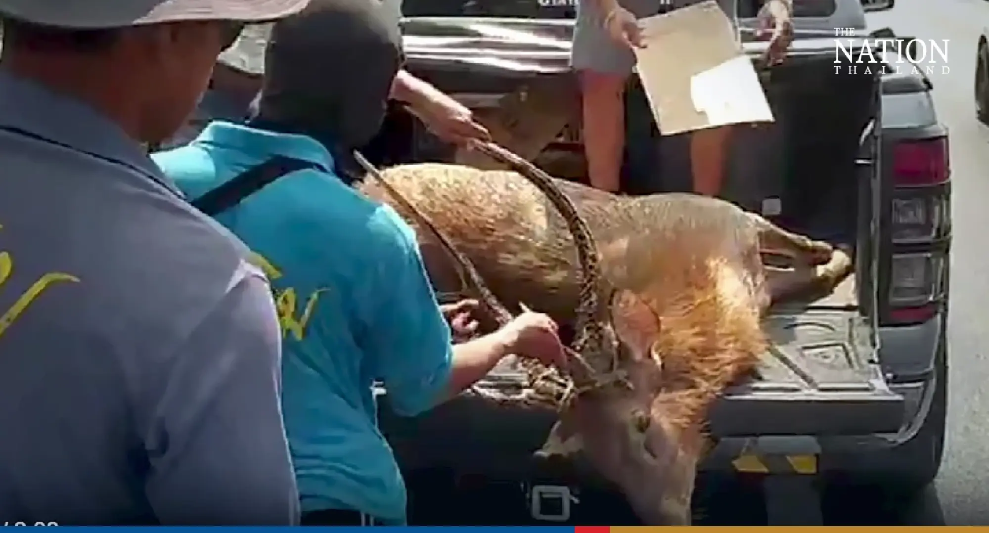 Wild deer slams into Mercedes on 12-lane Bangkok highway