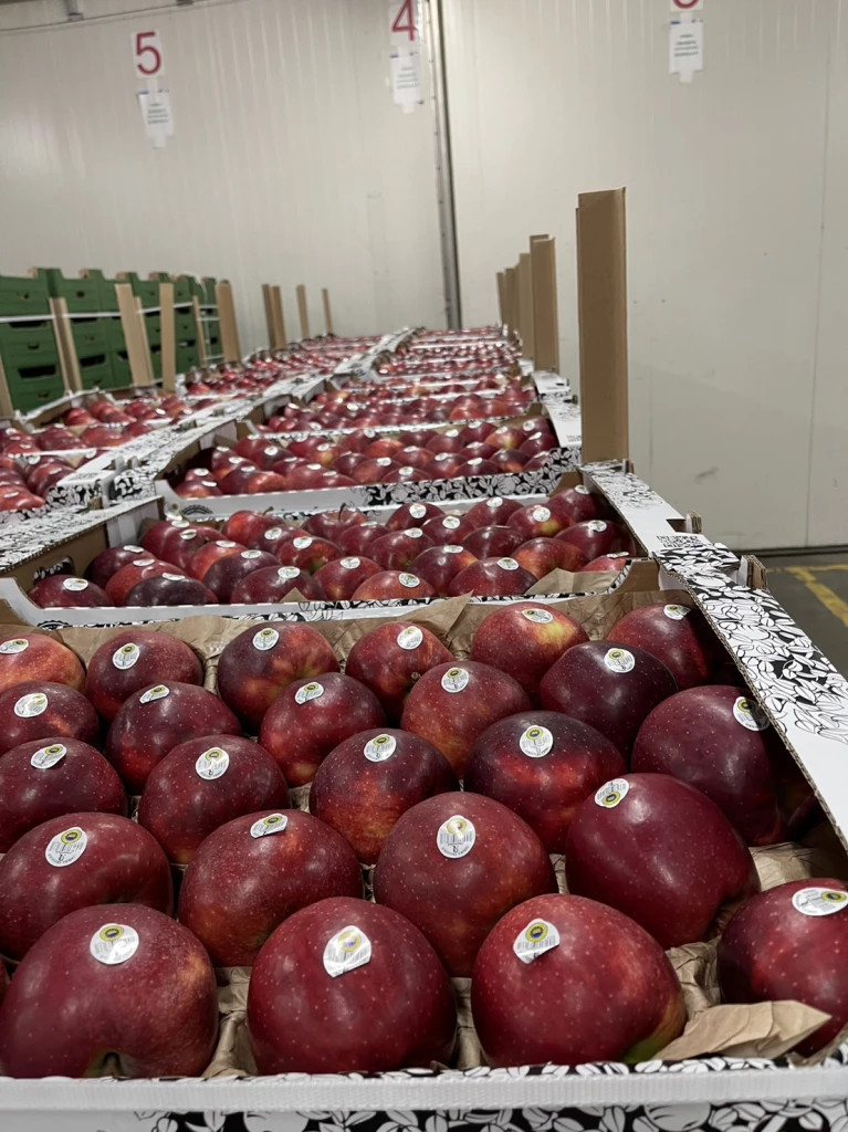 Polish Apples Tasty & High quality