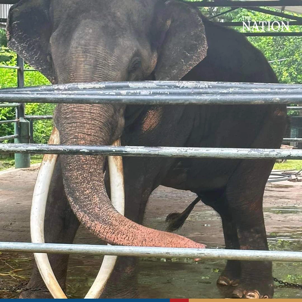 govt-intervenes-to-rescue-emaciated-sick-thai-elephant-from-sri-lanka
