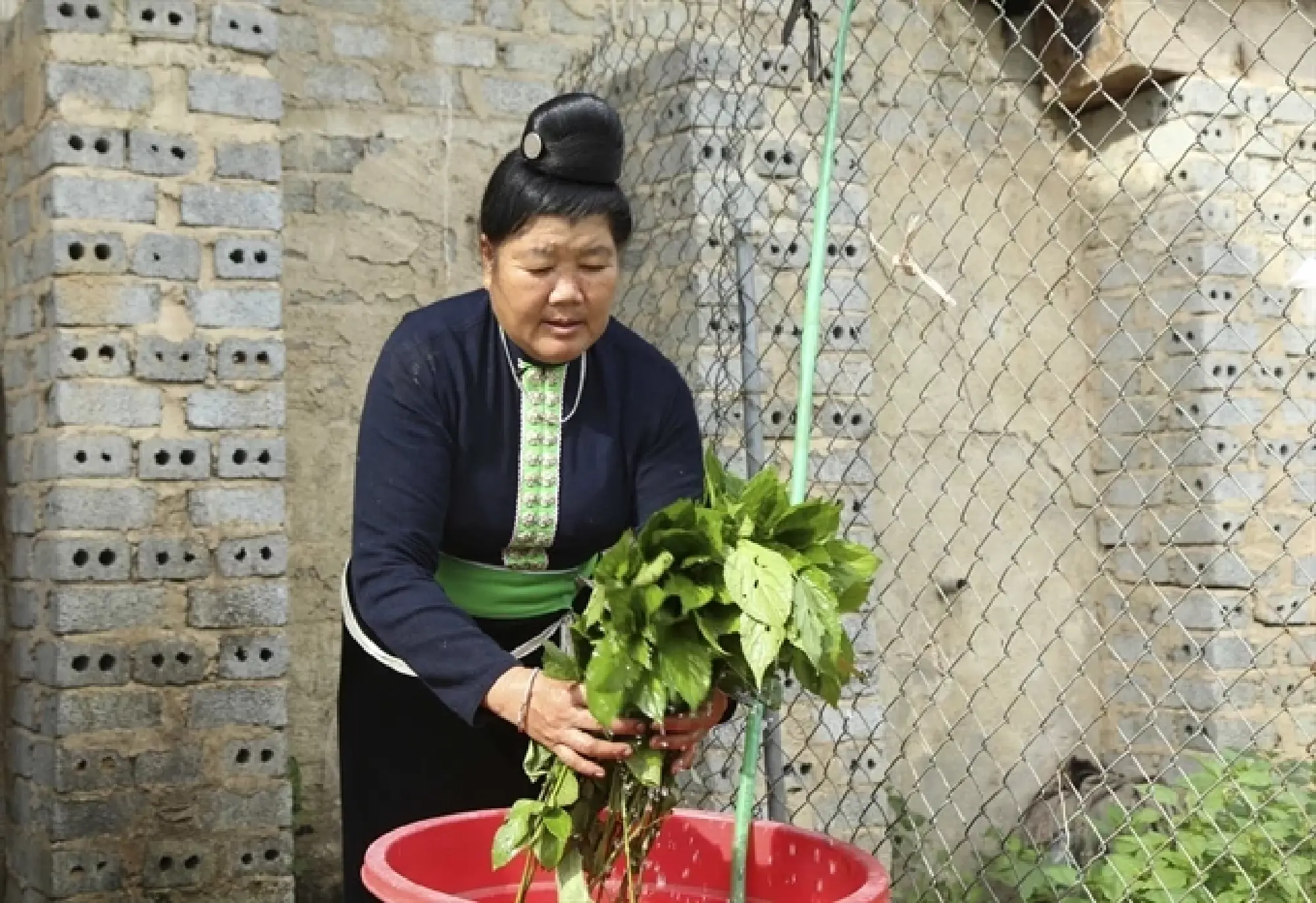 The leaf of the indigo plant is mixed up and ground with lime powder and submerged in water to make a pulp.