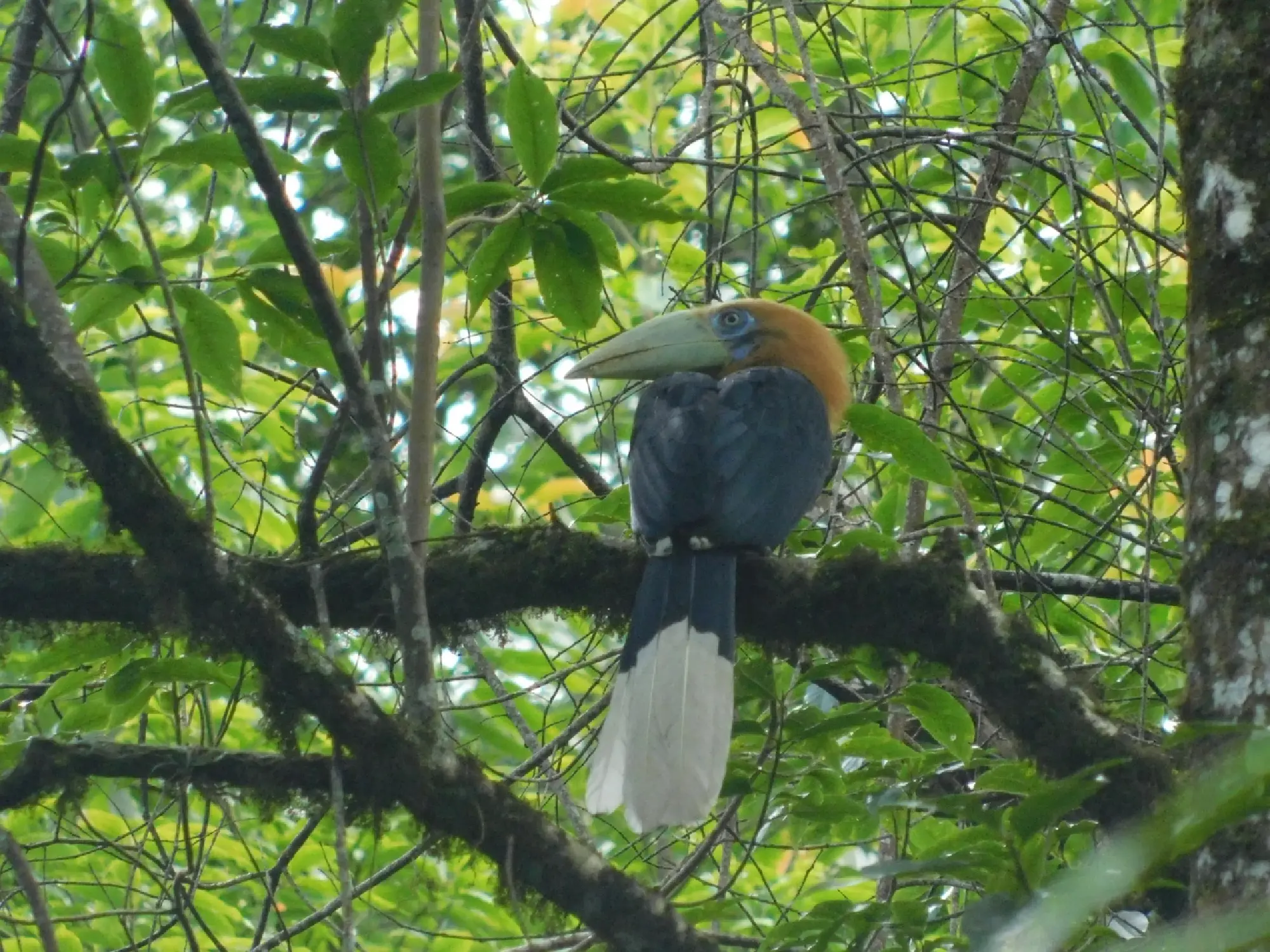 Bhutan Bird Festival to be held from November 13-15 at Bhutan’s Eco-tourism Capital, Zhemgang