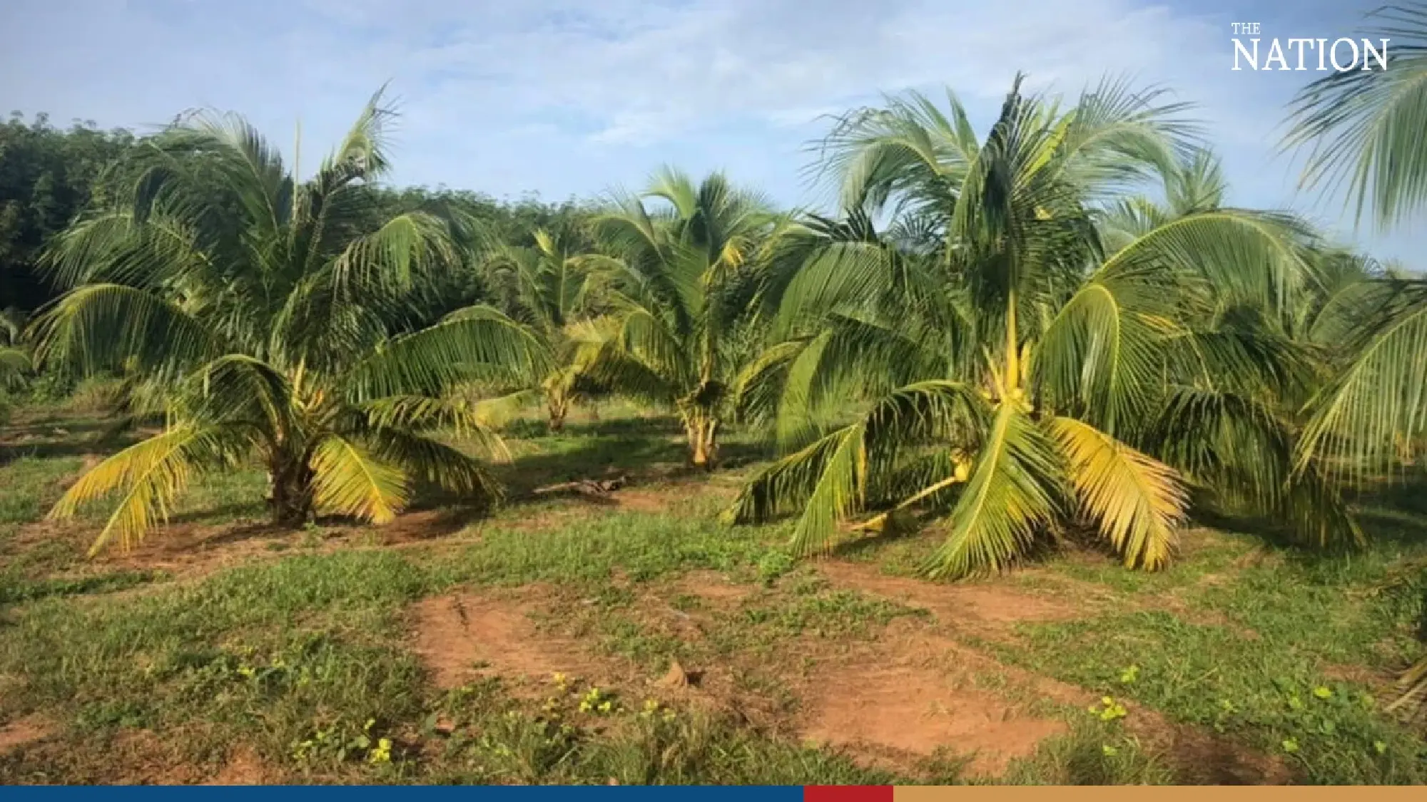 State agency to speed up issuance of money-free certificates to coconut growers