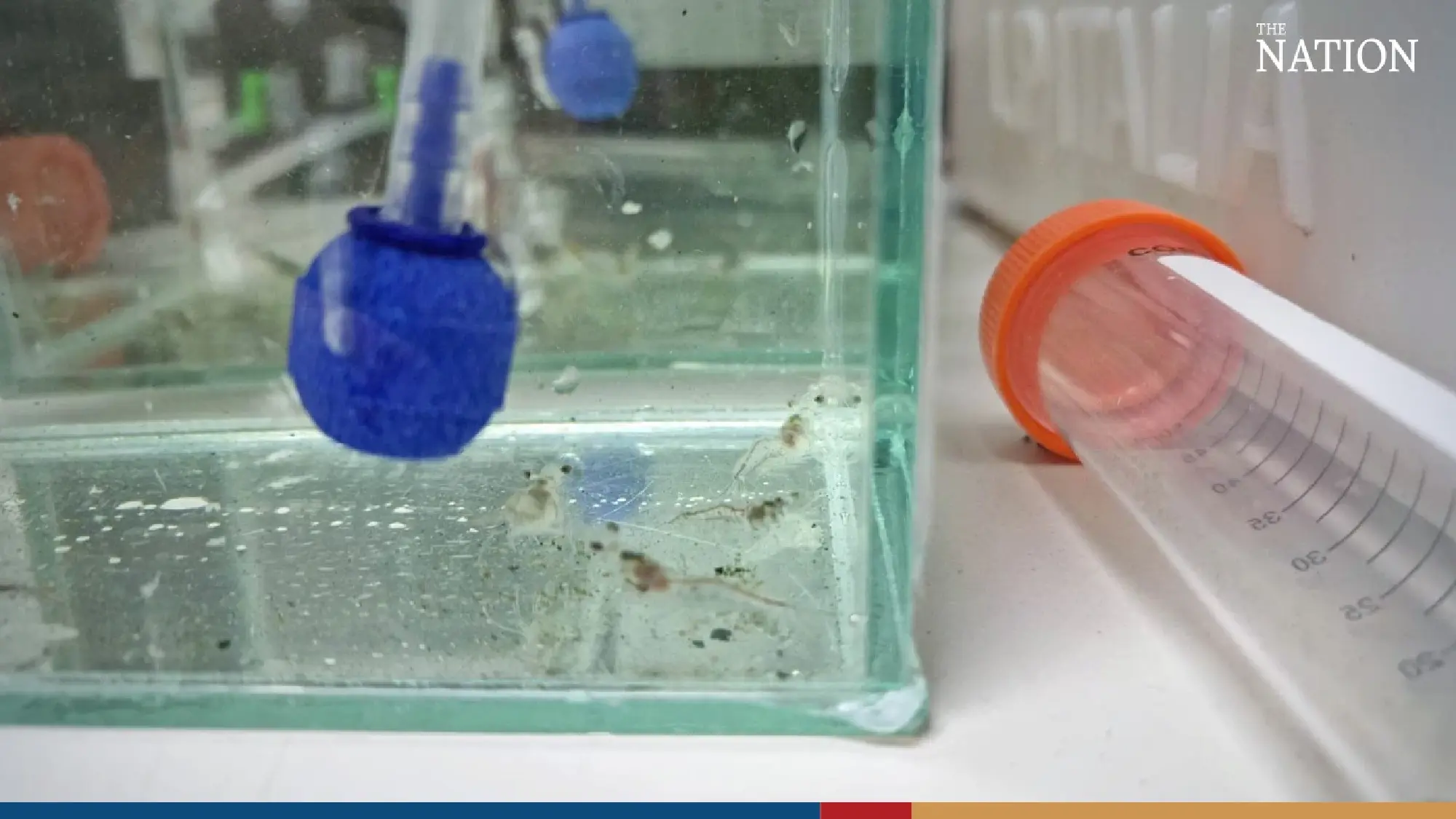 “AquaJade”, an innovative applications of Green Microalgae to combat diseases