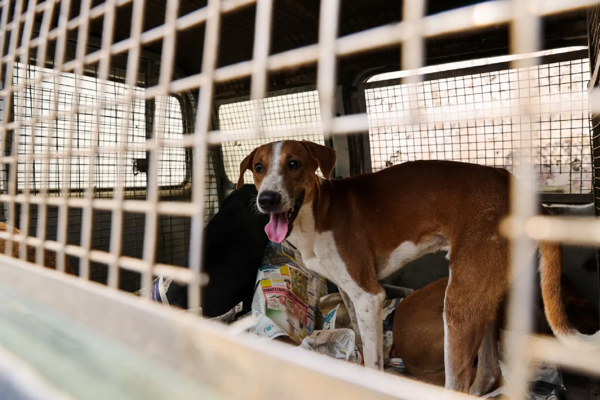 After slums and monkeys, Delhi removes stray dogs as G-20 summit nears