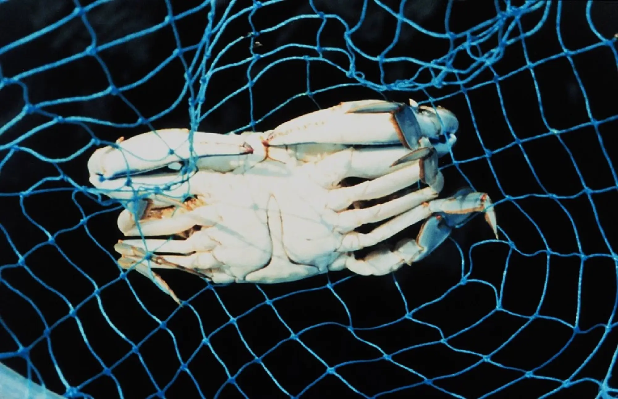 Italy's invasive blue crab has Korean seafood fans excited