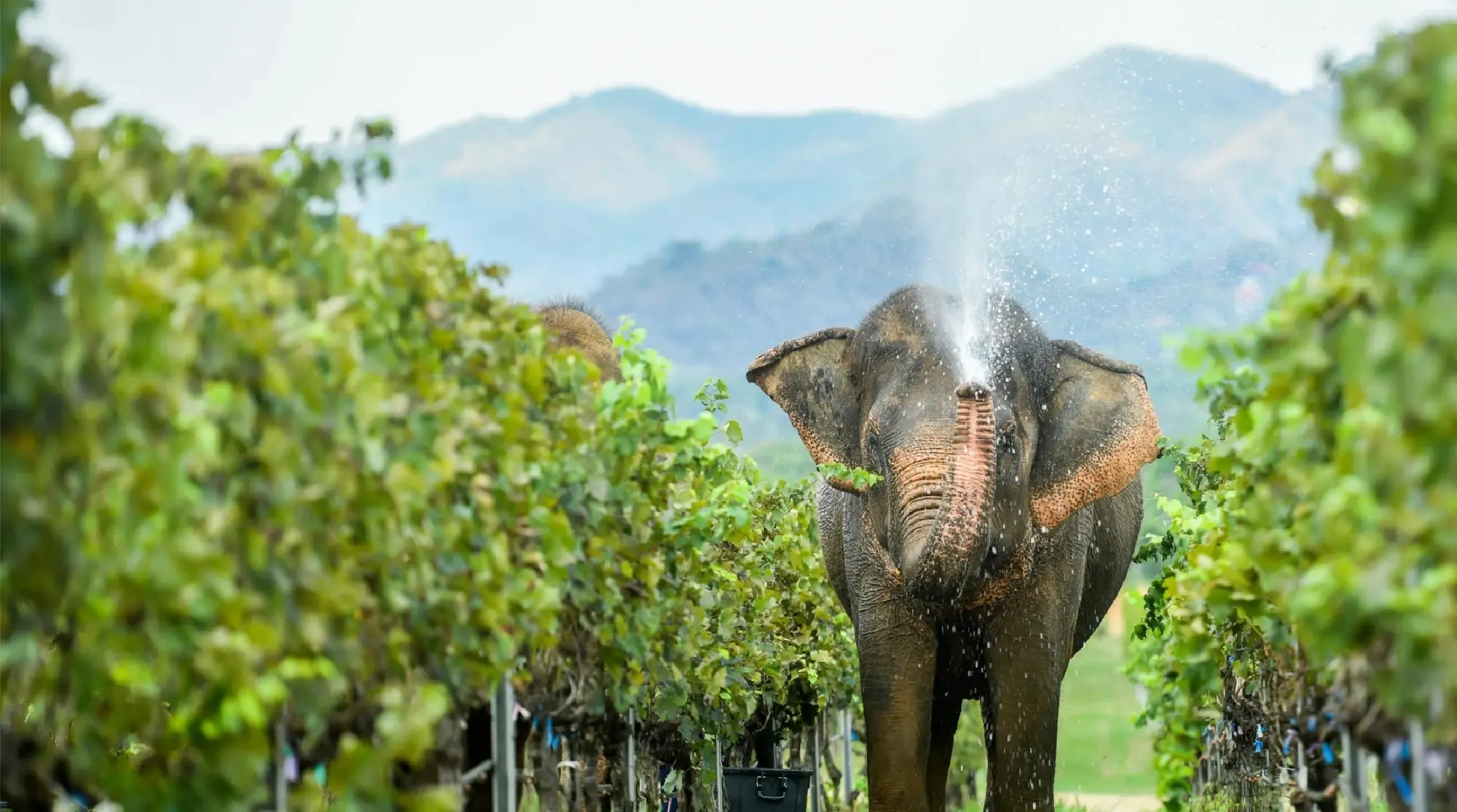 Discover Monsoon Valley: Elevate Your Souvenir Game with Thailand's No. 1 Wines
