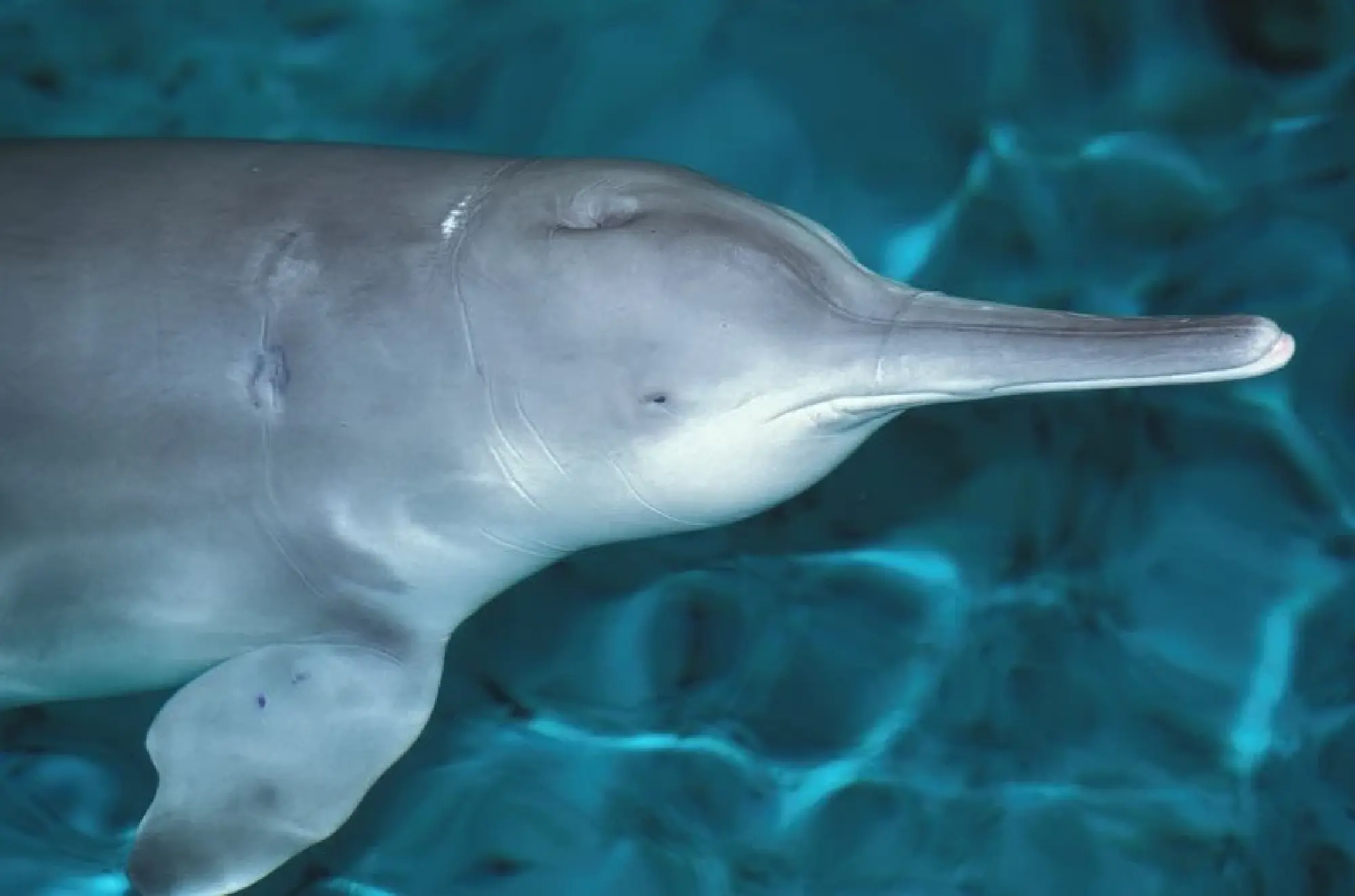October 24 - International Freshwater Dolphin Day