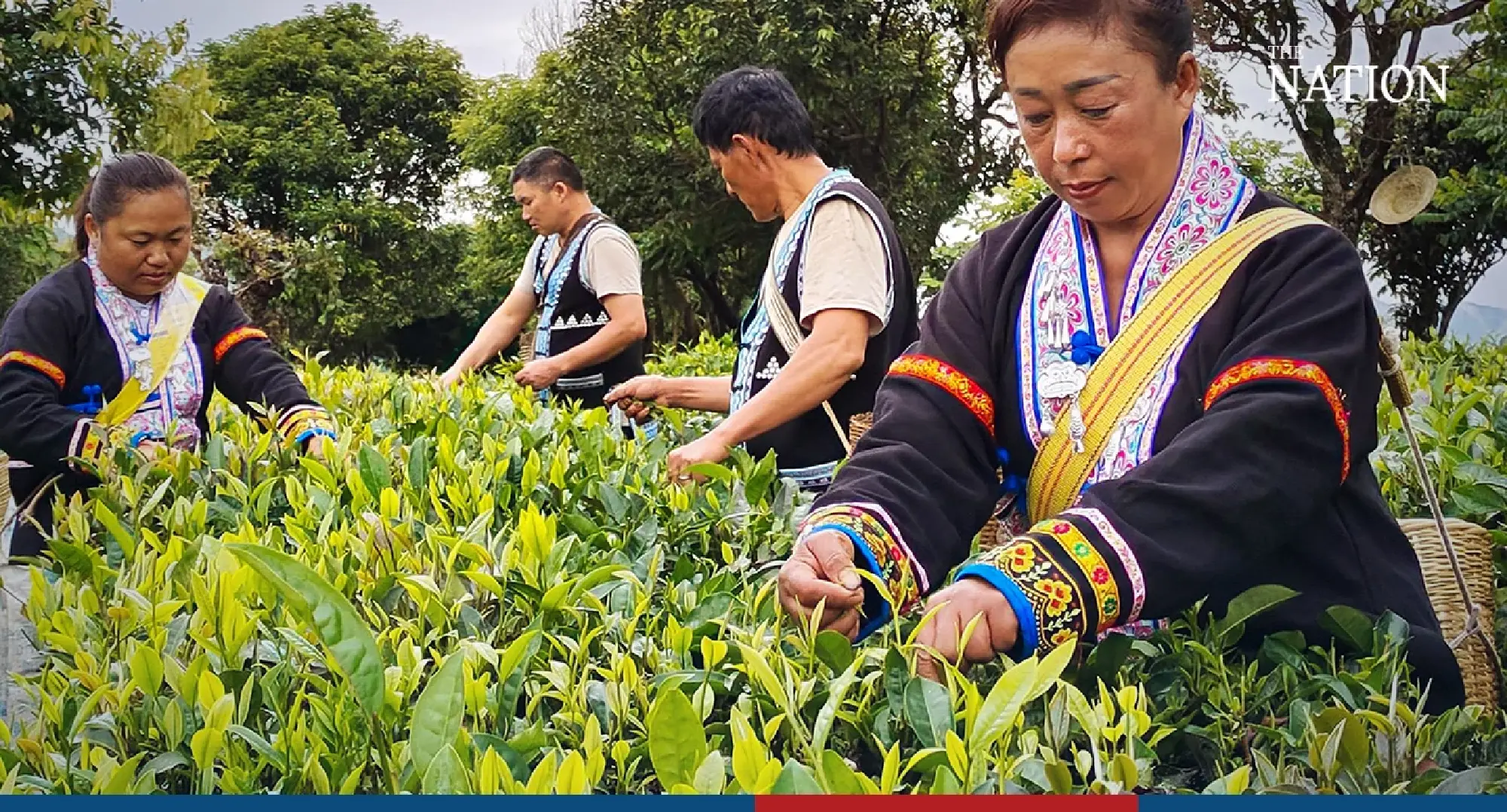 Cultural inheritors of Pu'er in Yunnan eager to spread the beverage's fame