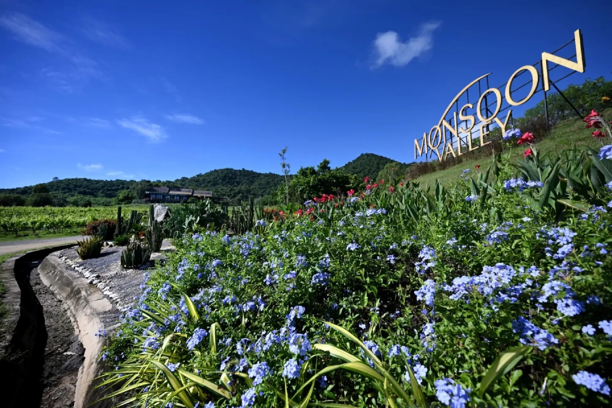 Discover Monsoon Valley: Elevate Your Souvenir Game with Thailand's No. 1 Wines