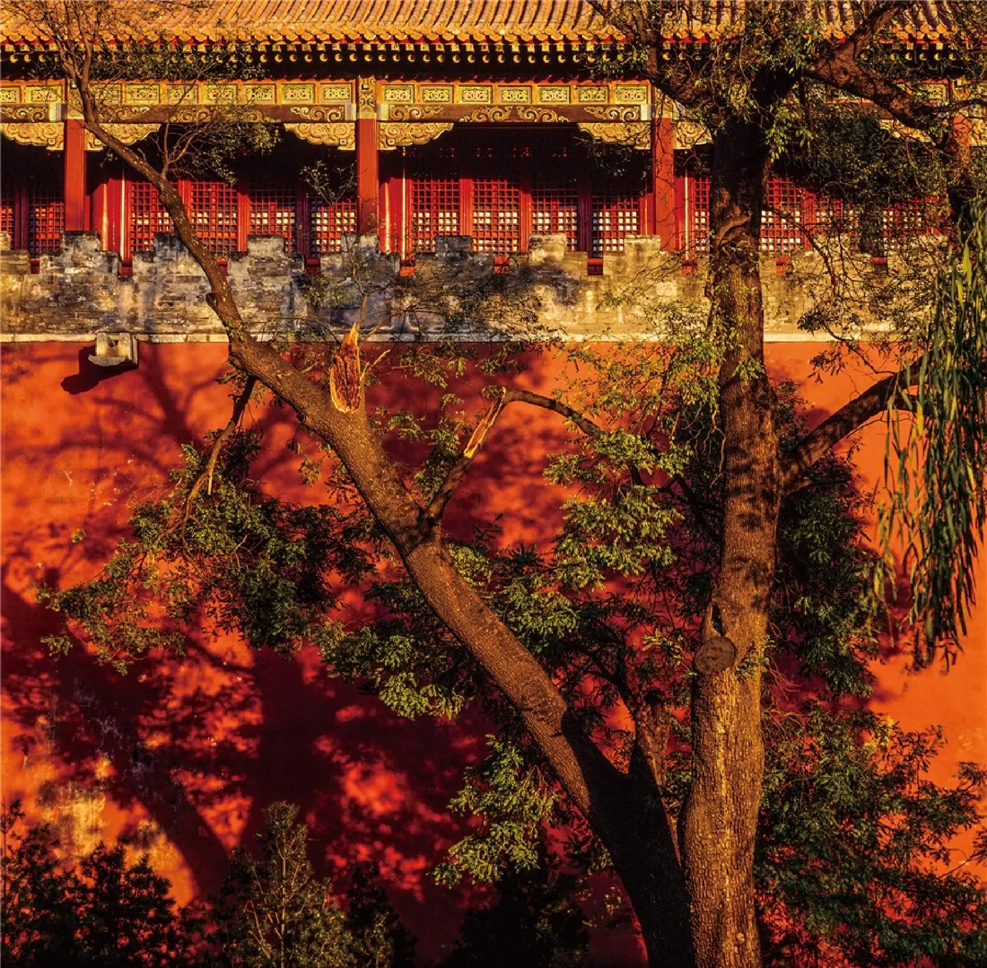 Photographer captures mystic Forbidden City