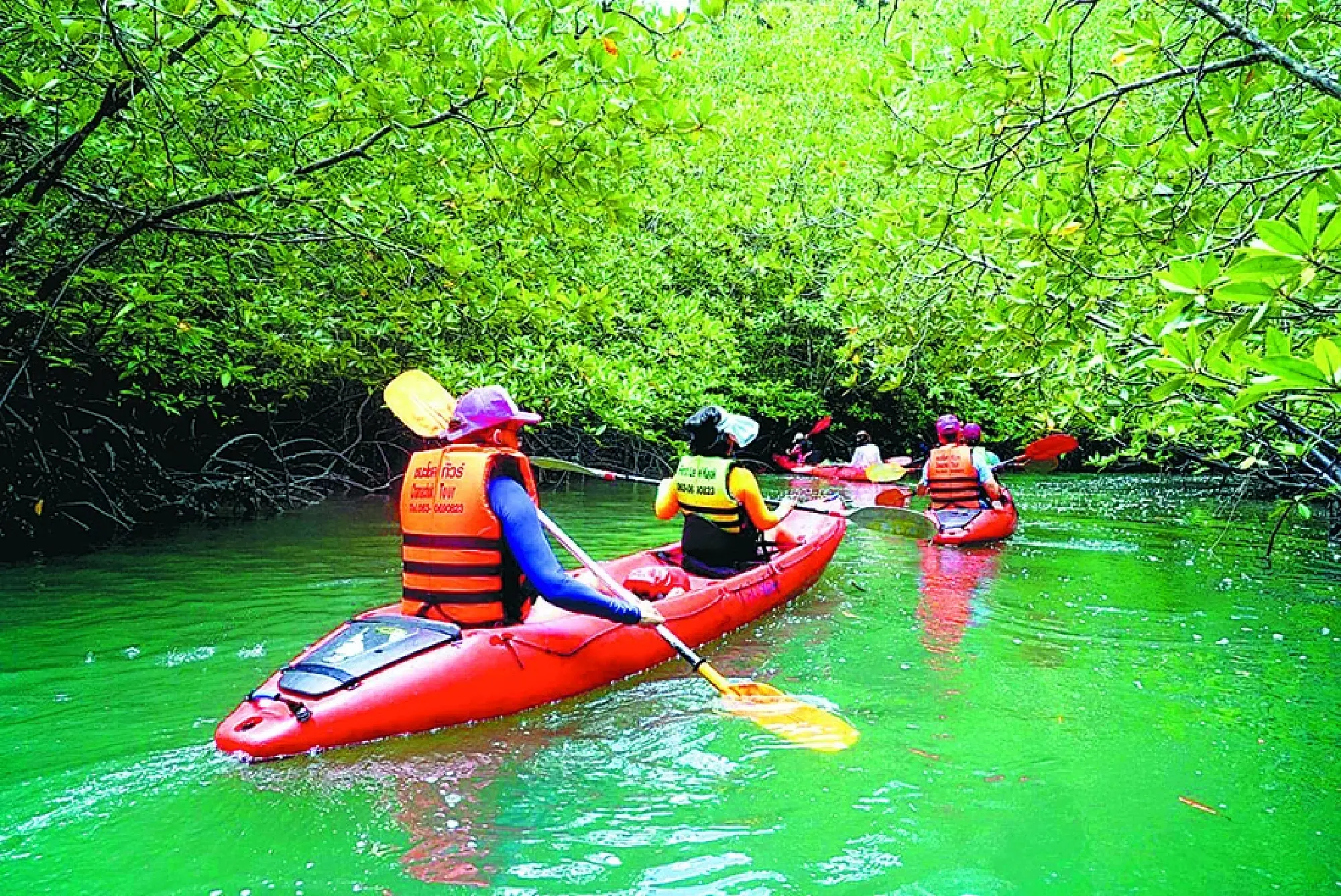 Kayaking is not only a sports activity, but a unique means to explore local mangrove forests. [PHOTO BY YANG WANLI/CHINA DAILY]
