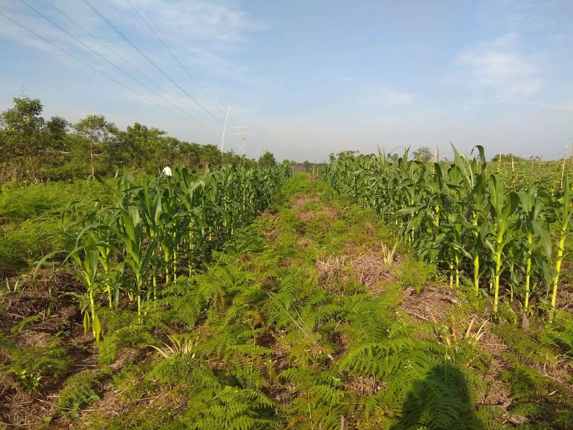 Resilient farmers: Peatlands paving sustainable agriculture