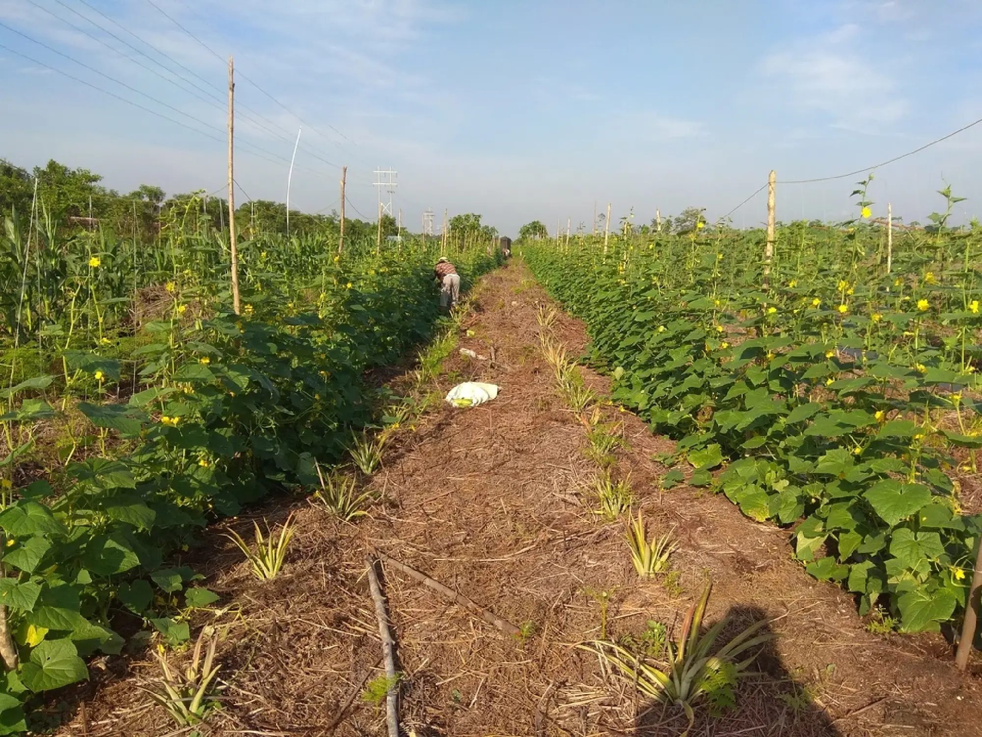 Resilient farmers: Peatlands paving sustainable agriculture