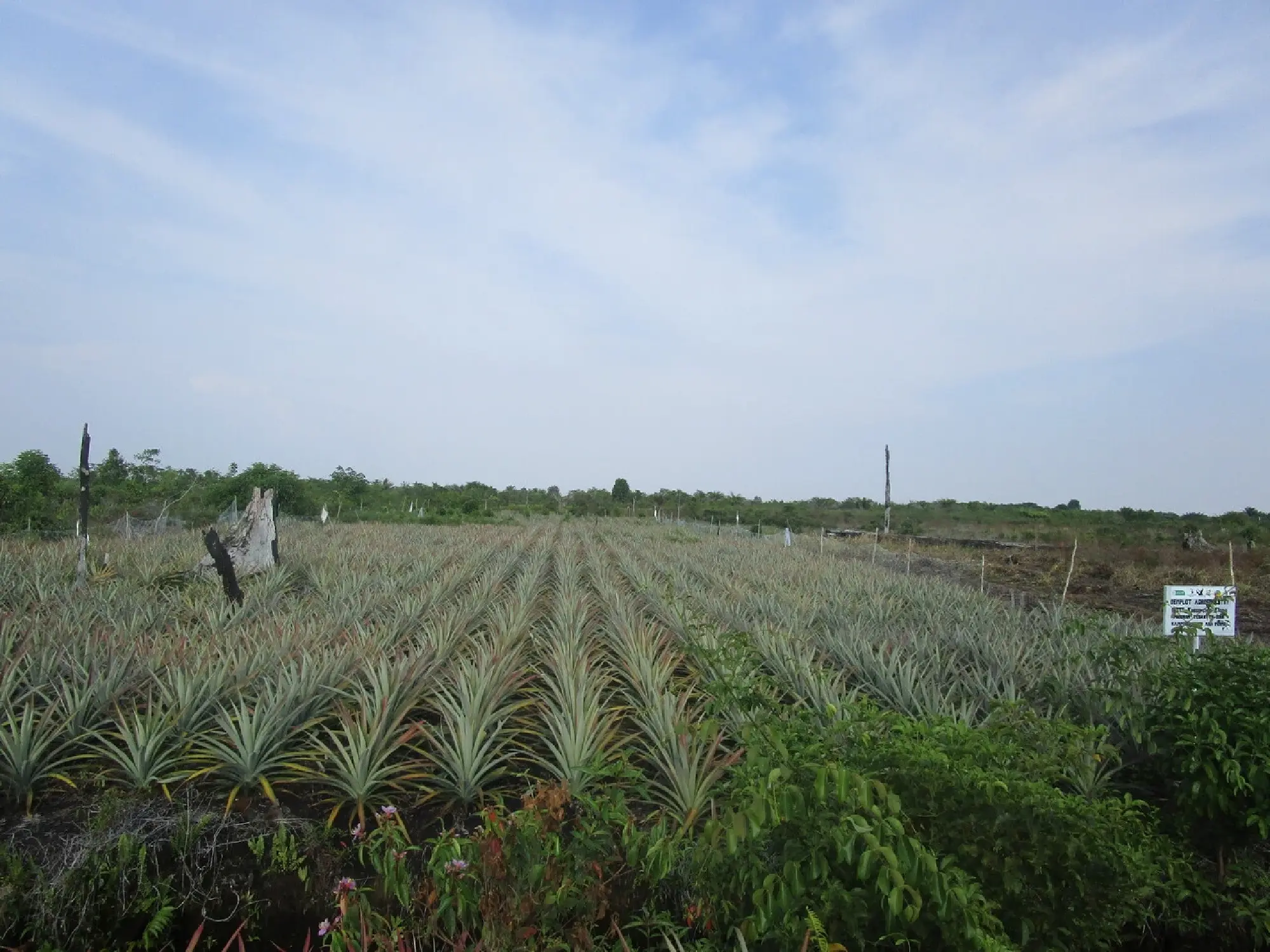 Resilient farmers: Peatlands paving sustainable agriculture