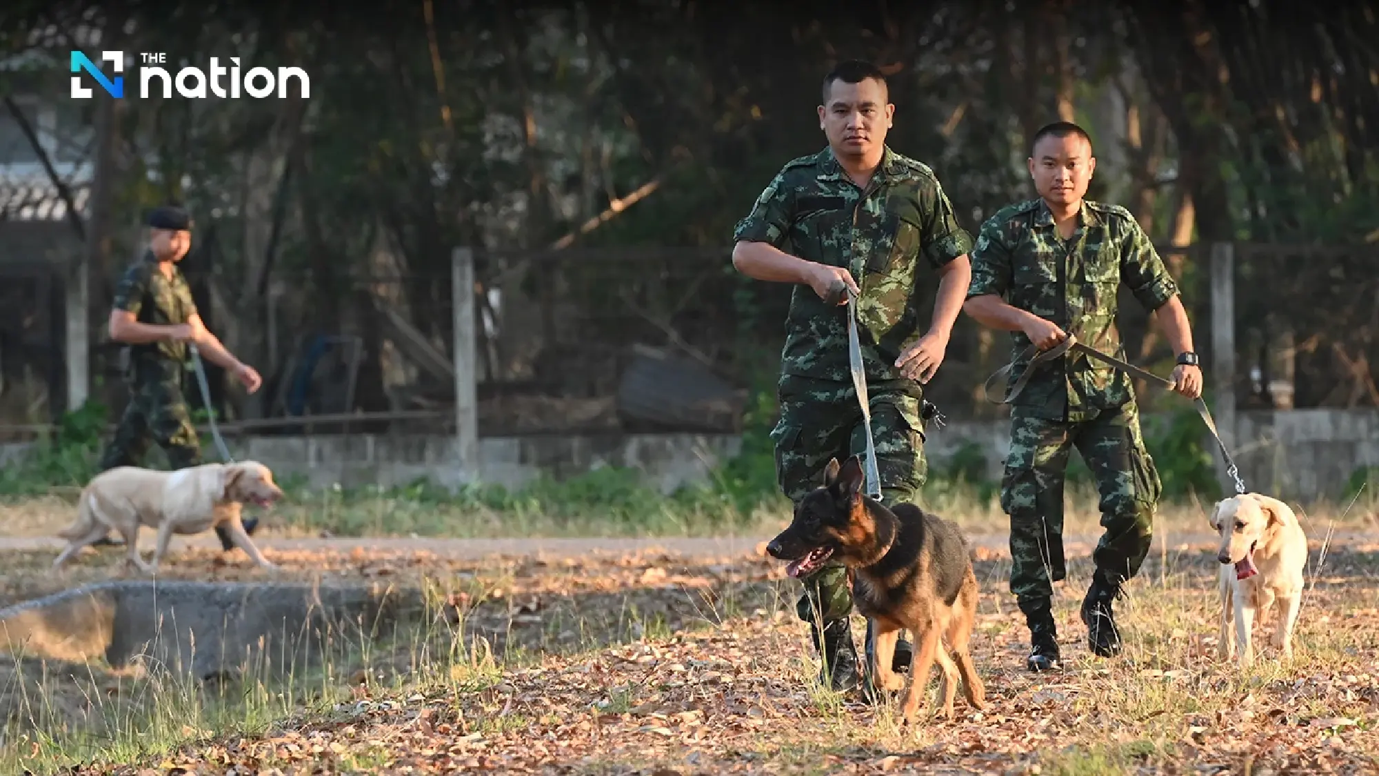 Labrador found not suitable for military bought at auction for THB95,000