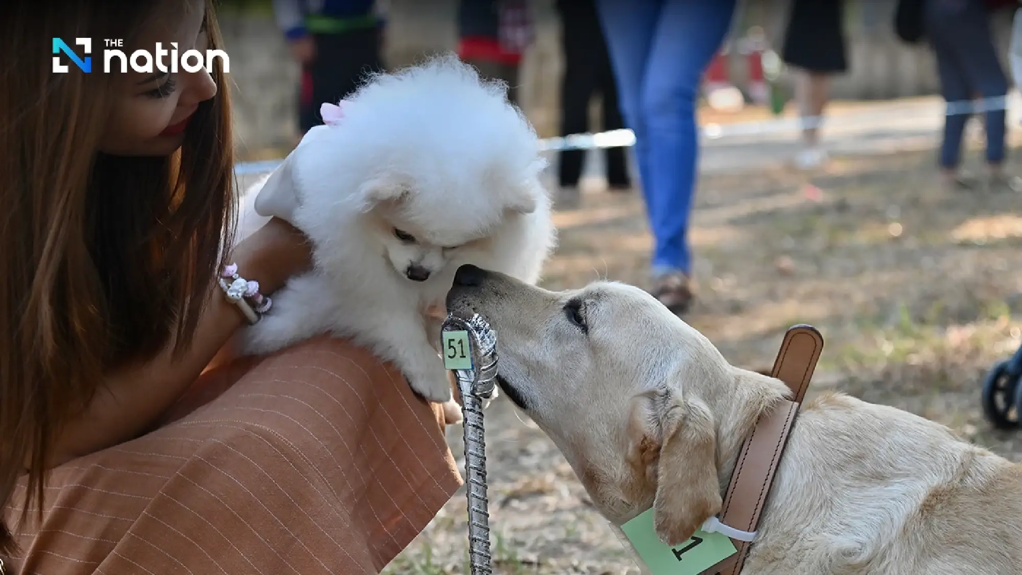 Labrador found not suitable for military bought at auction for THB95,000