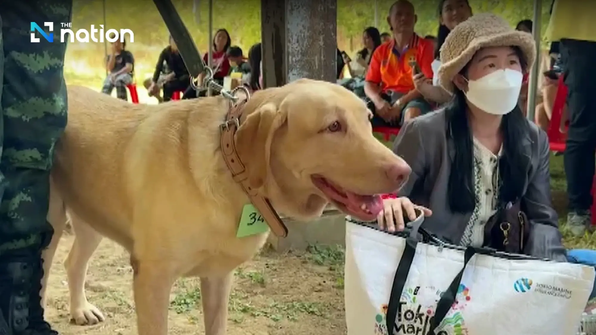 Labrador found not suitable for military bought at auction for THB95,000