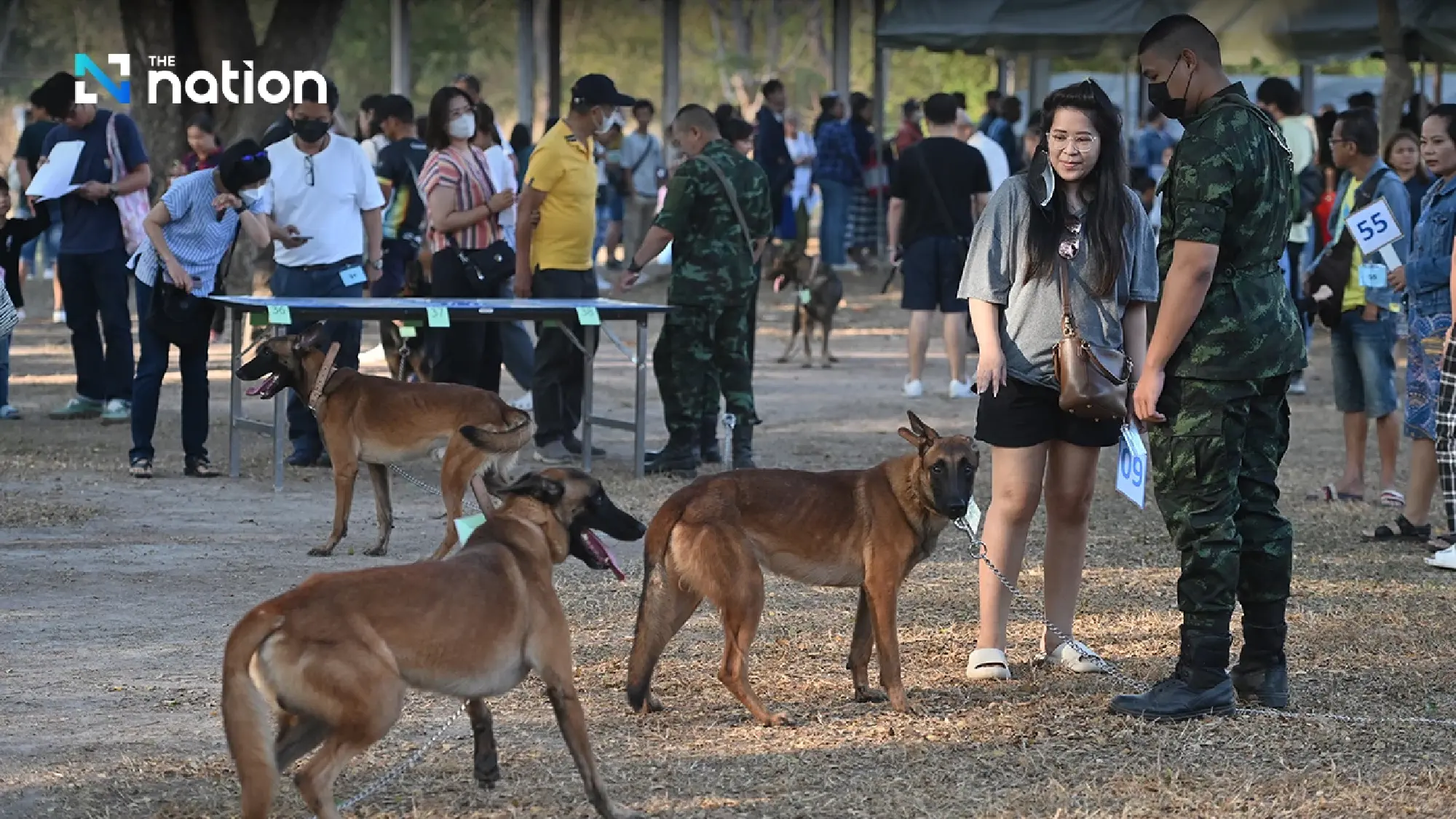 Labrador found not suitable for military bought at auction for THB95,000