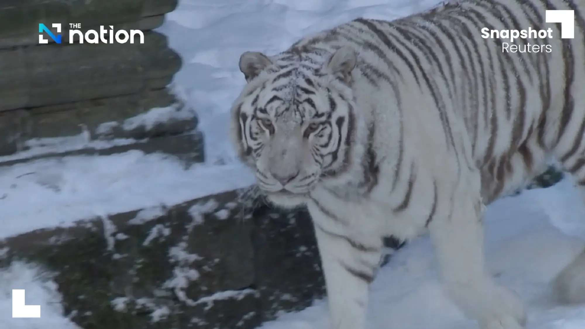 Pandas play in snow at Belgian zoo | The Nation