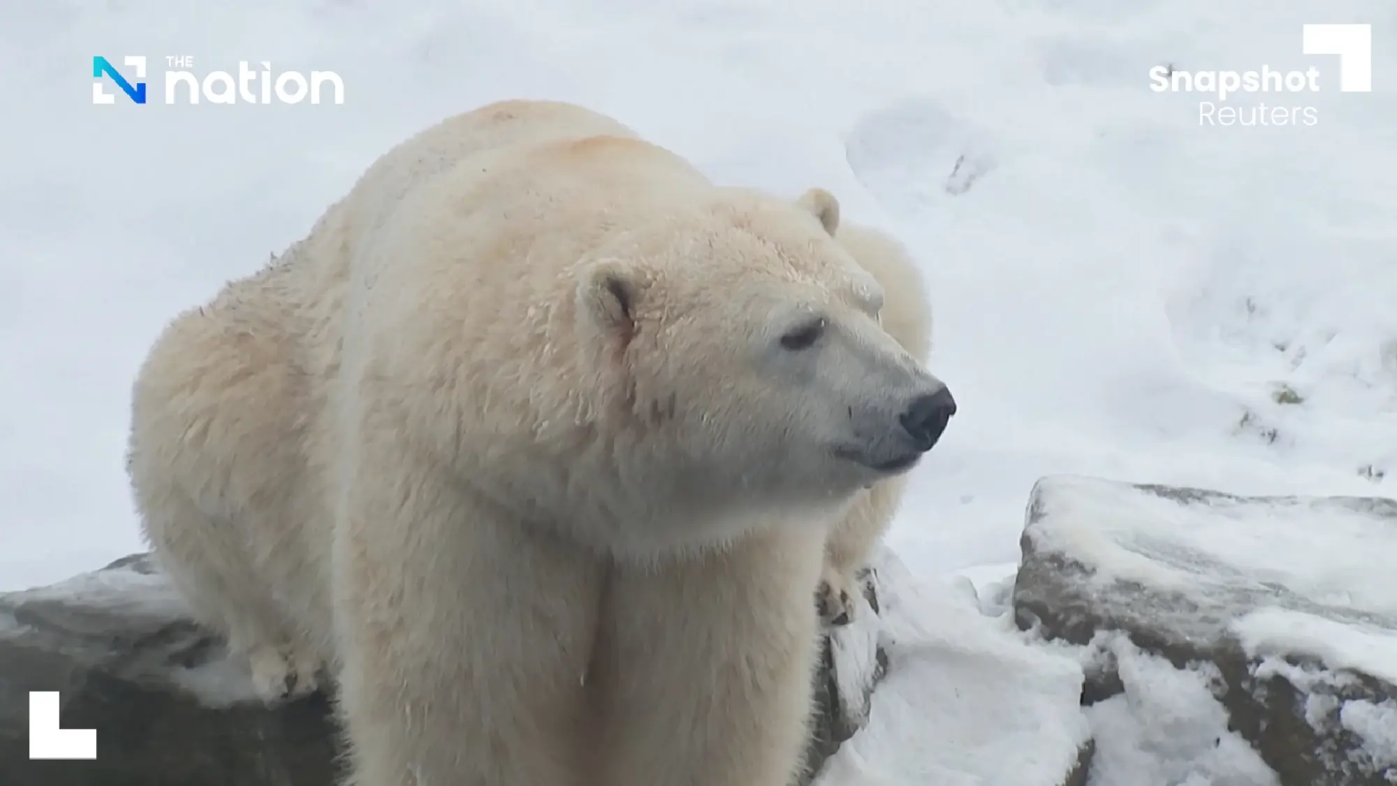 Pandas play in snow at Belgian zoo | The Nation