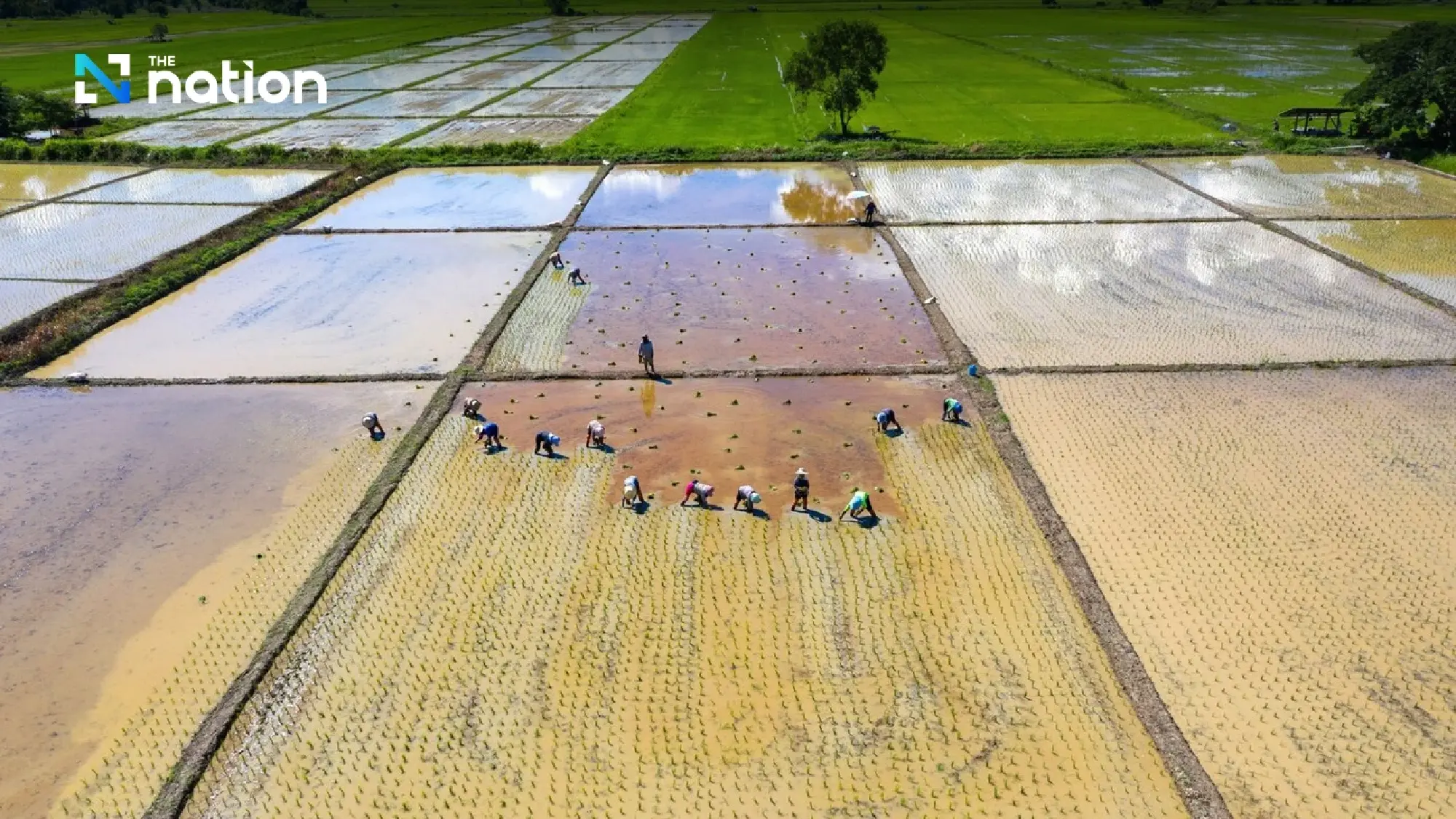 Water challenge looms in dry season as higher prices boost paddy cultivation