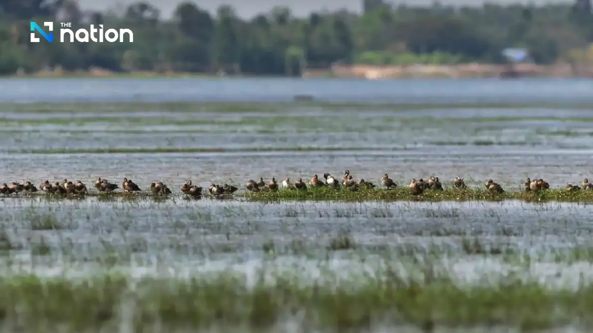 Wuttinan Puangsai, Head of the prohibited hunting zone at Huai Talat Reservoir 
