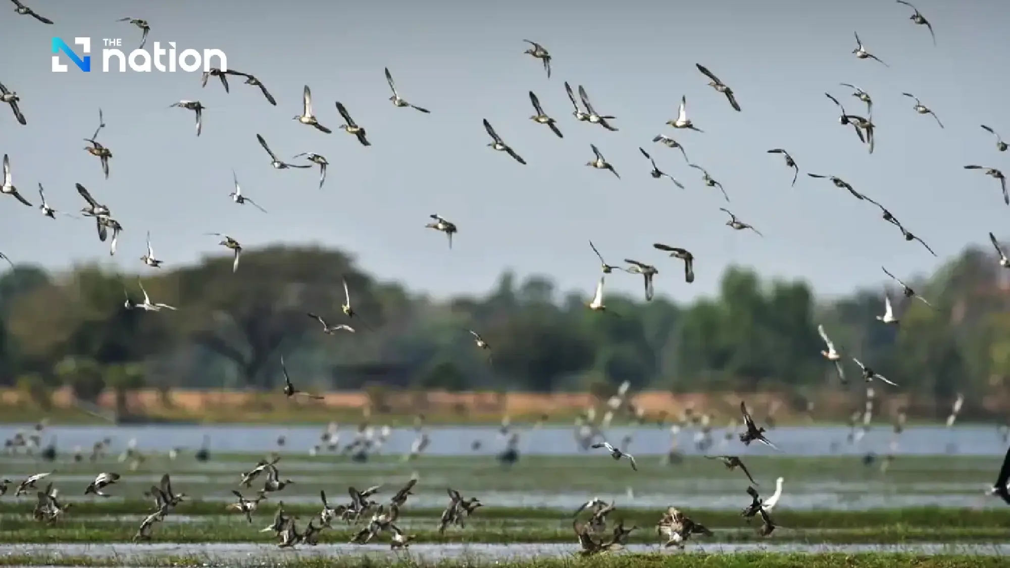 Wuttinan Puangsai, Head of the prohibited hunting zone at Huai Talat Reservoir 