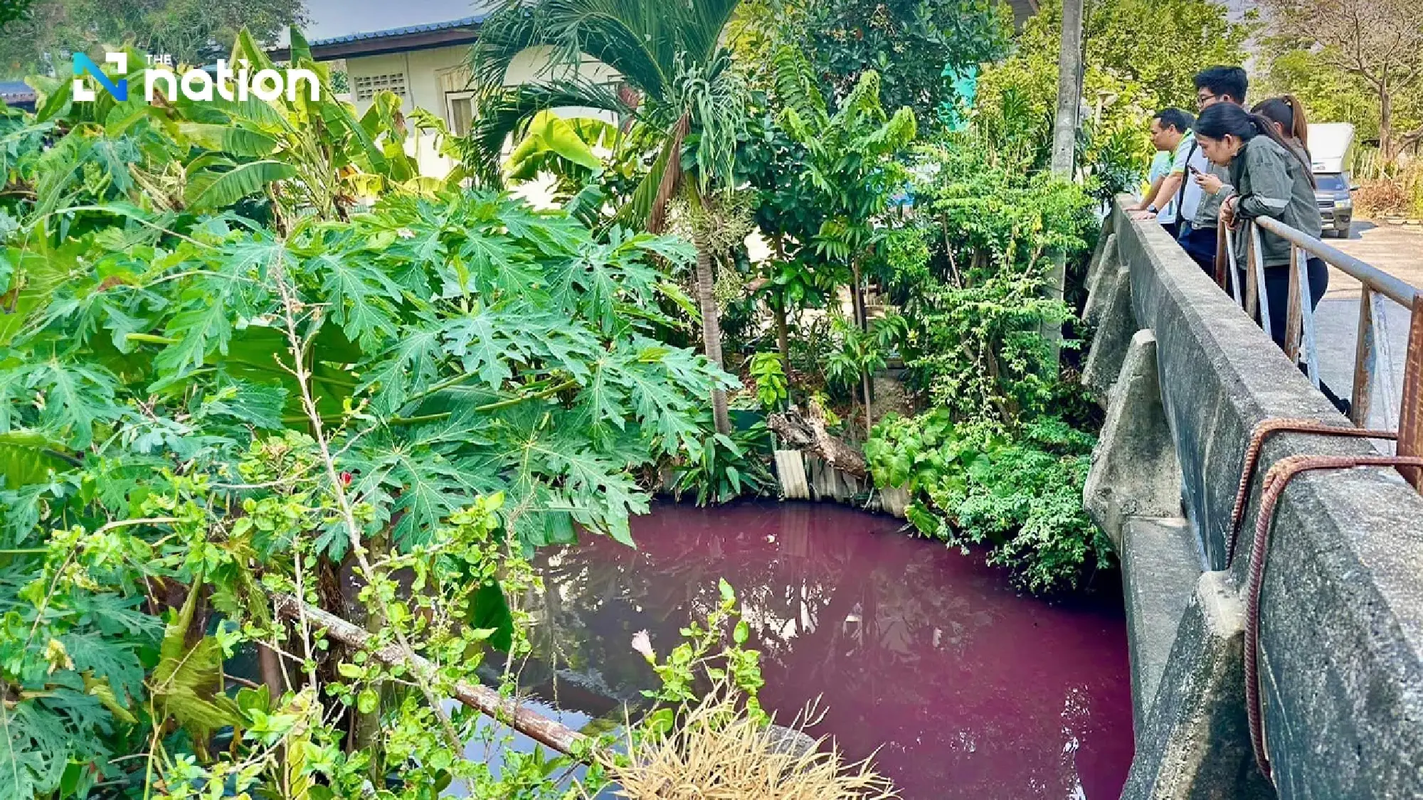 Germs in stagnant water likely cause of pink shade of Nonthaburi canal on Valentine’s day, say scientists