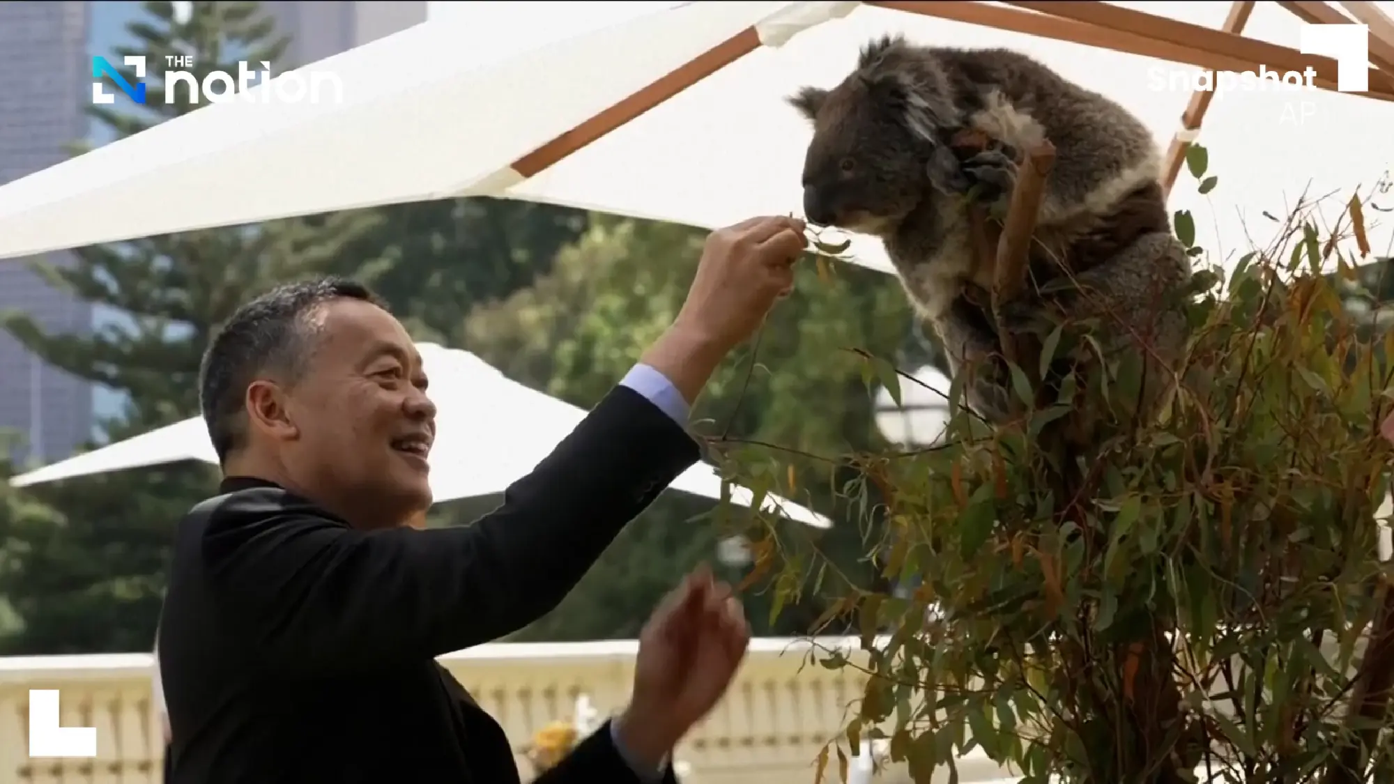 ASEAN leaders pat and feed koala at ASEAN Australia Summit | The Nation