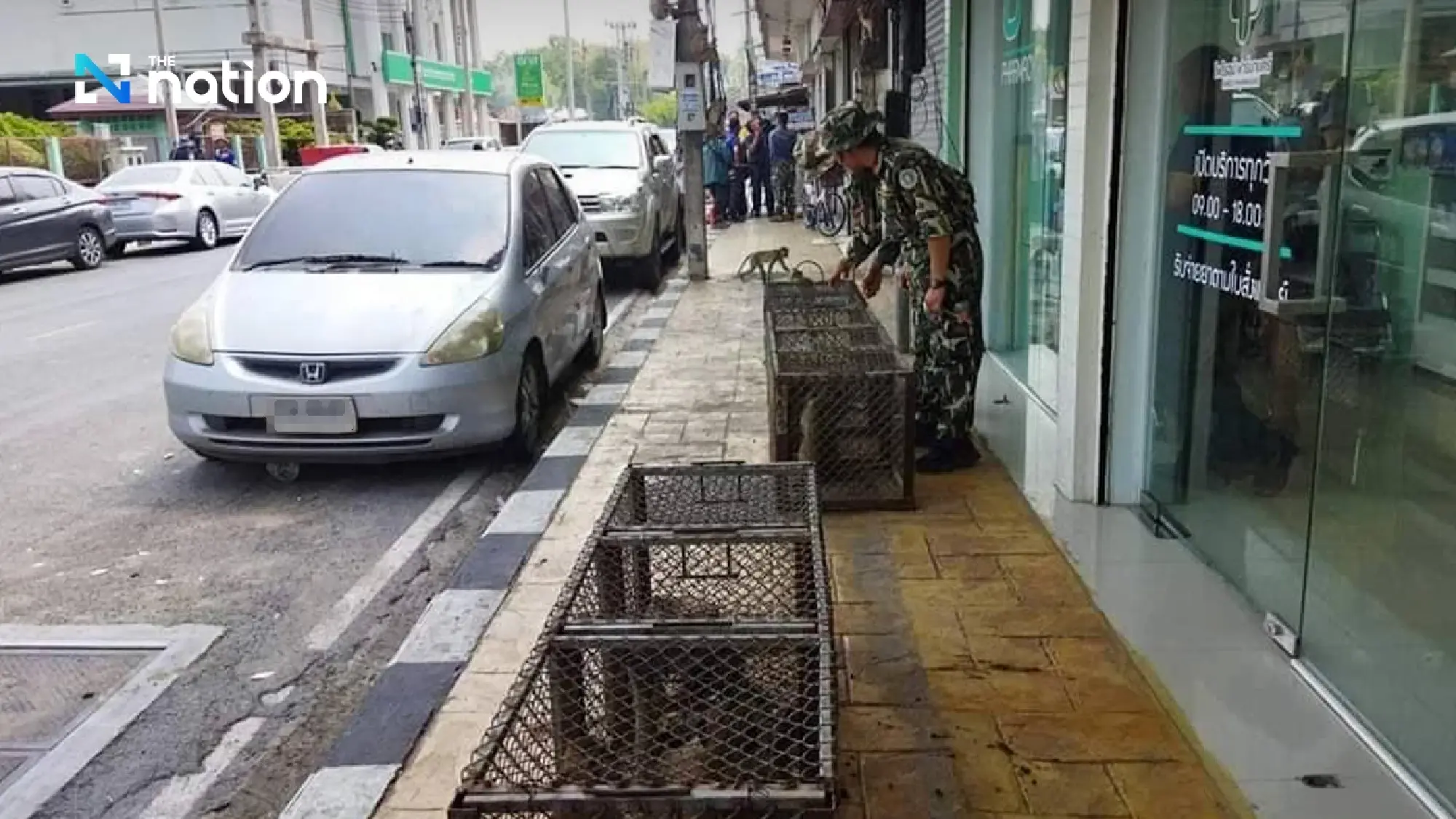Planned temporary relocation of Lop Buri’s macaques on hold