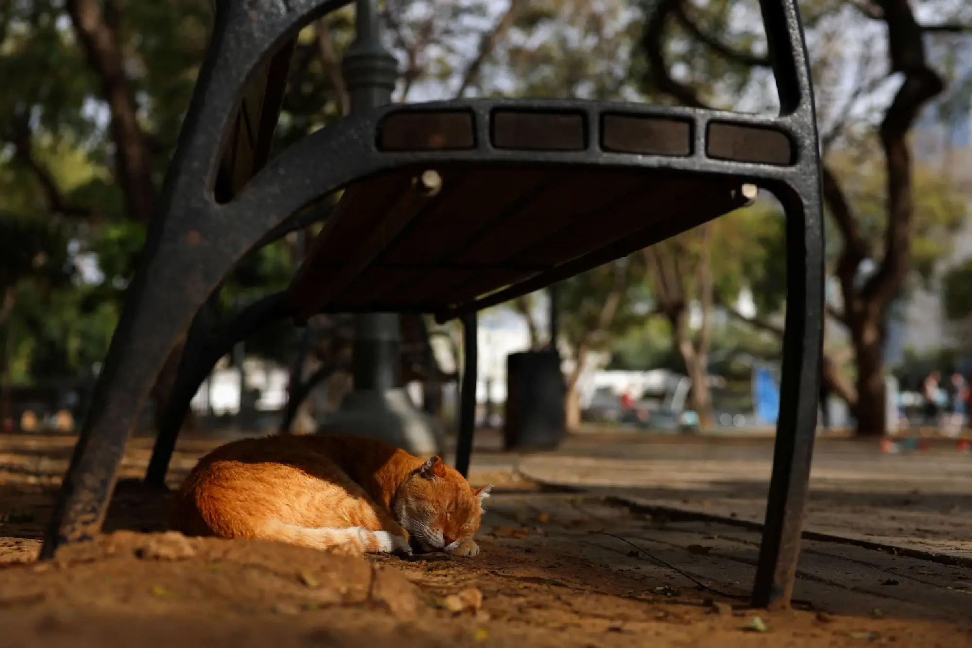 South Korean sentenced to 14 months in jail for killing 76 cats