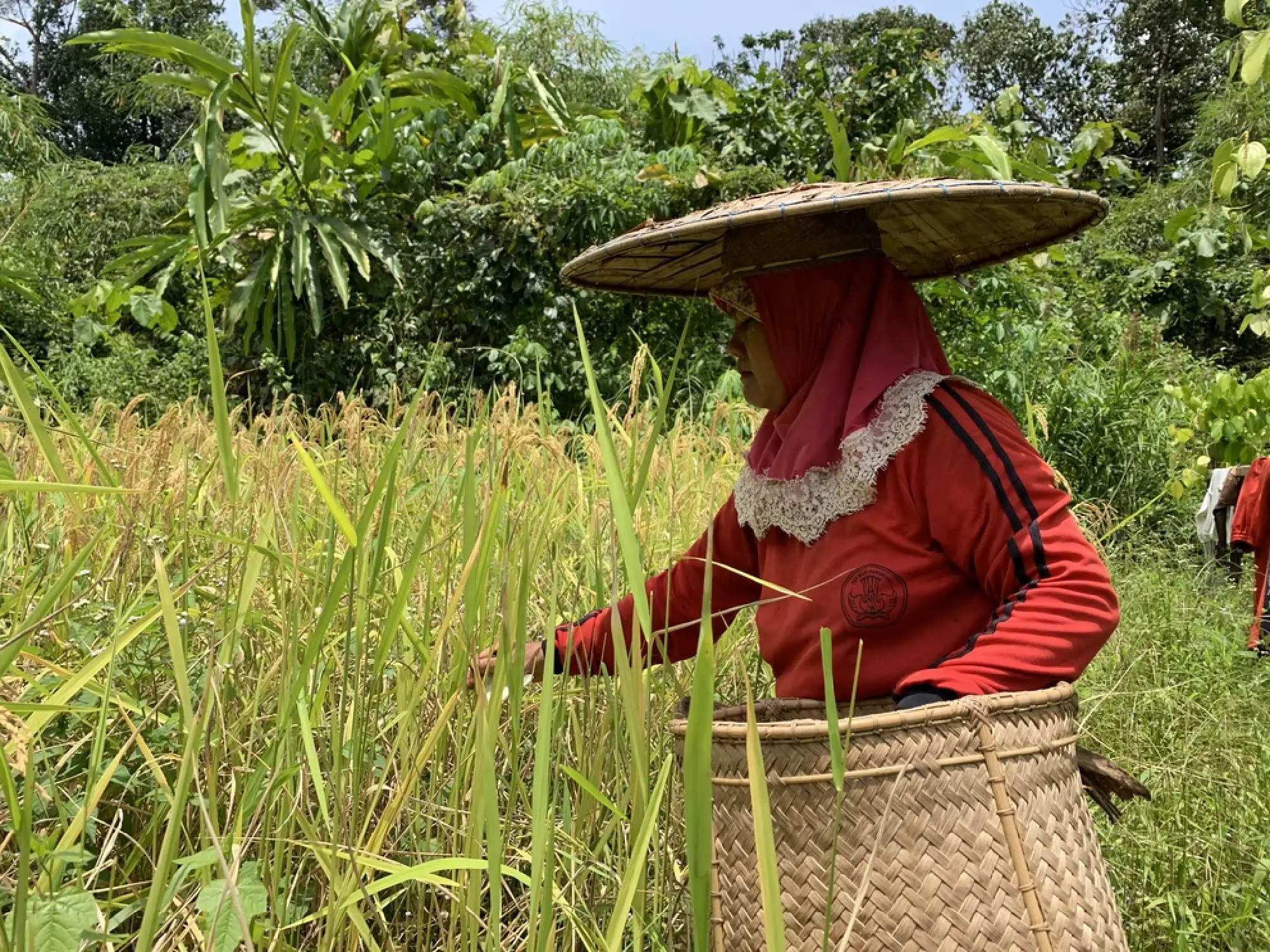 Battling forest fires on International Day of Forests