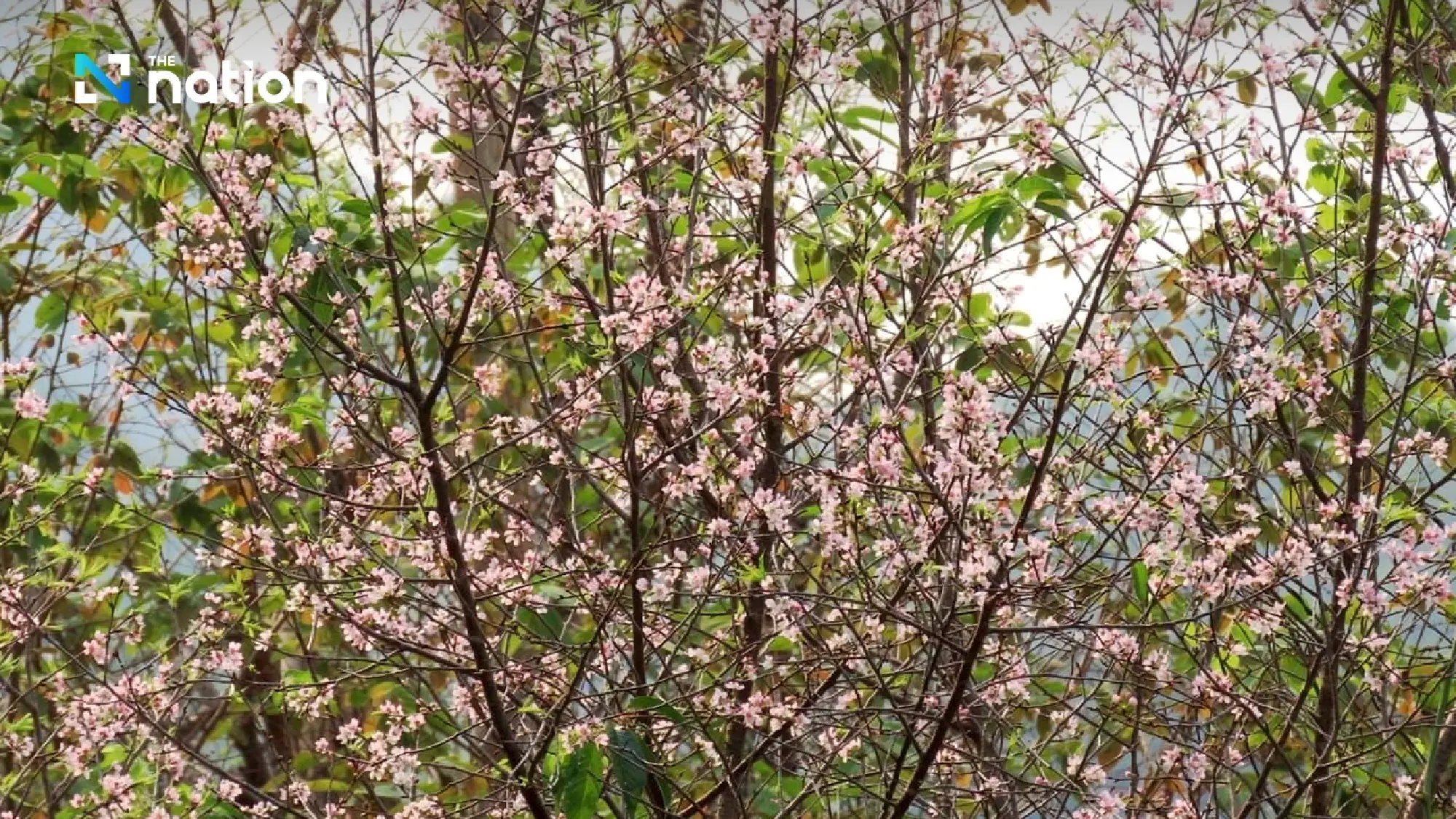 Off-season pink cherry blossoms welcome Songkran tourists in Loei